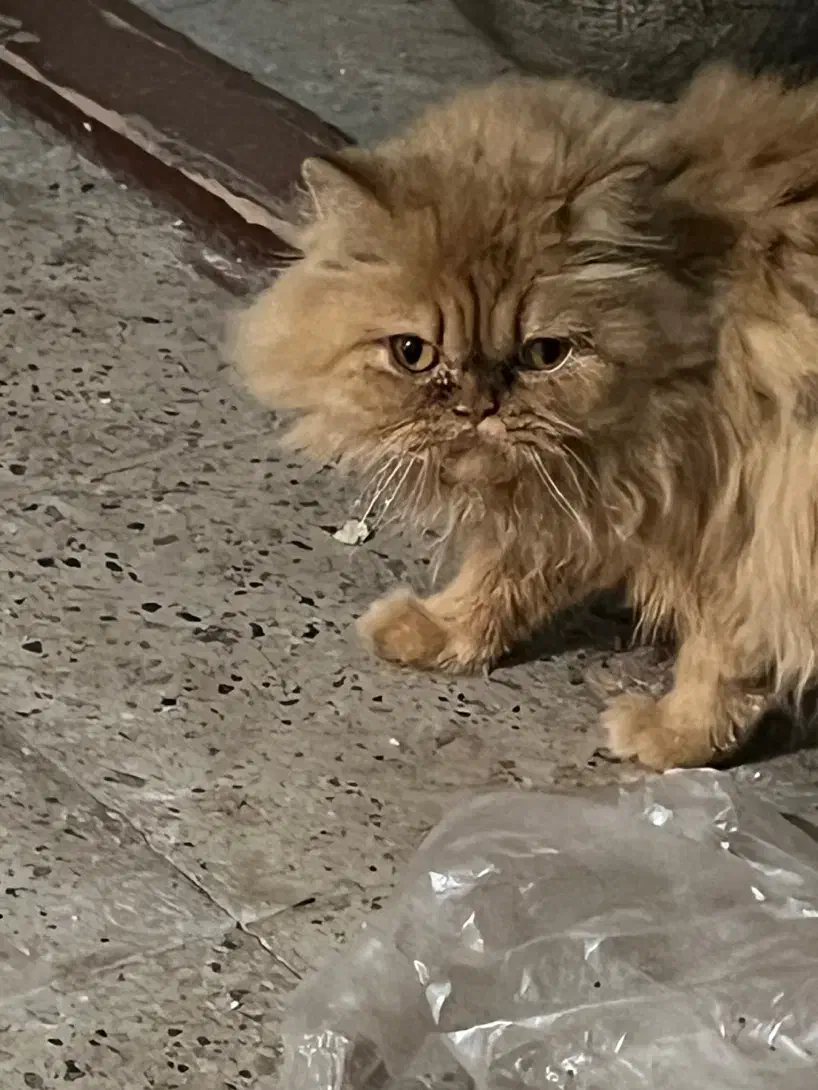 گربه پرشین ماده/فقط ۳تومن|گربه|اردبیل, |دیوار