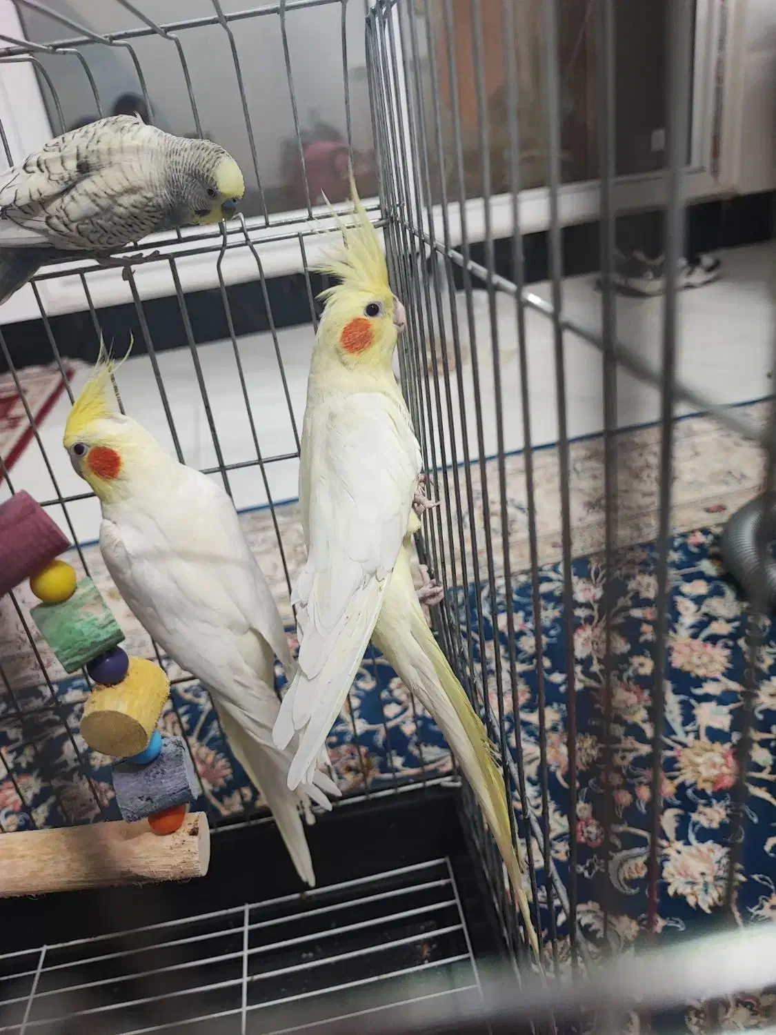 عروس هلندی،جفت،جوجه داده|پرنده|ارطه, |دیوار