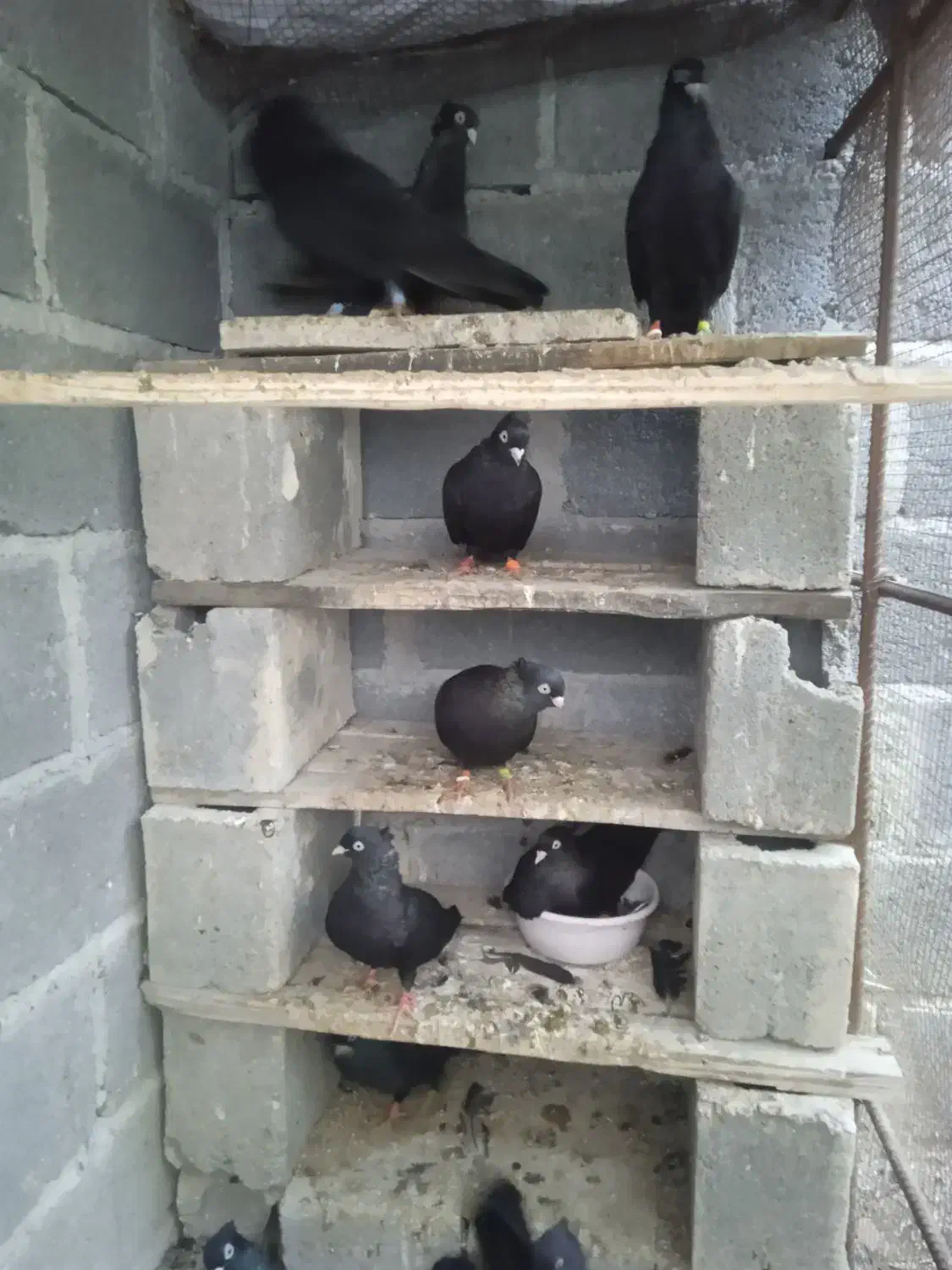 سیاه آبادانی زیبا و تمیز|پرنده|بندر کنگان, |دیوار