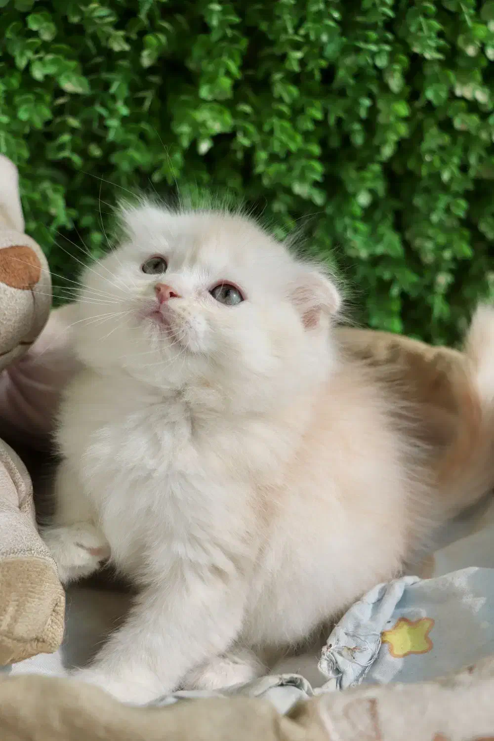 اسکاتیش تخفیفی|گربه|یزد, |دیوار