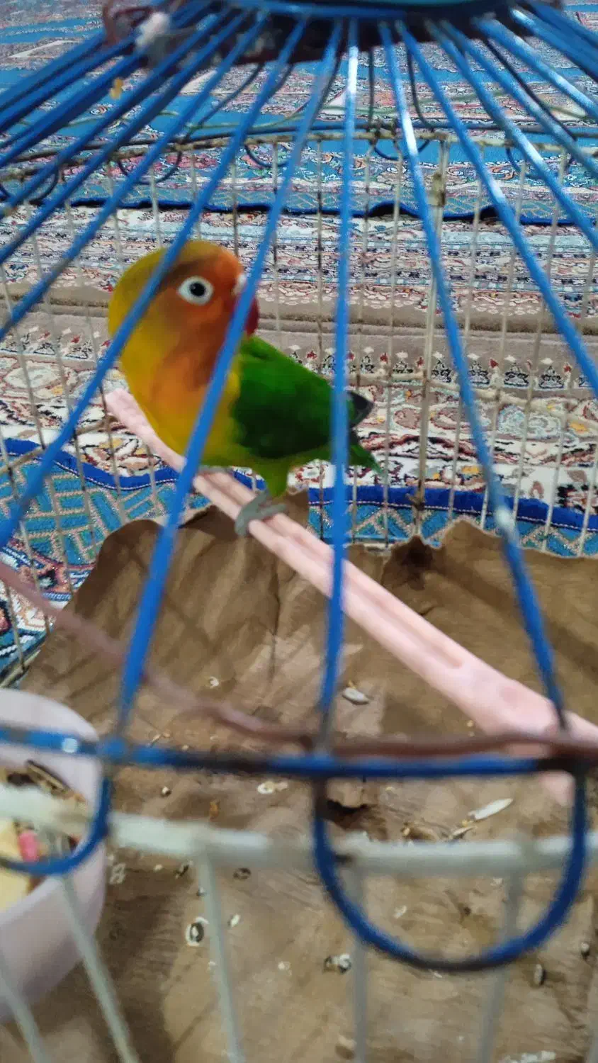 طوطی  برزیلی خوشگل ناز|پرنده|نهاوند, |دیوار