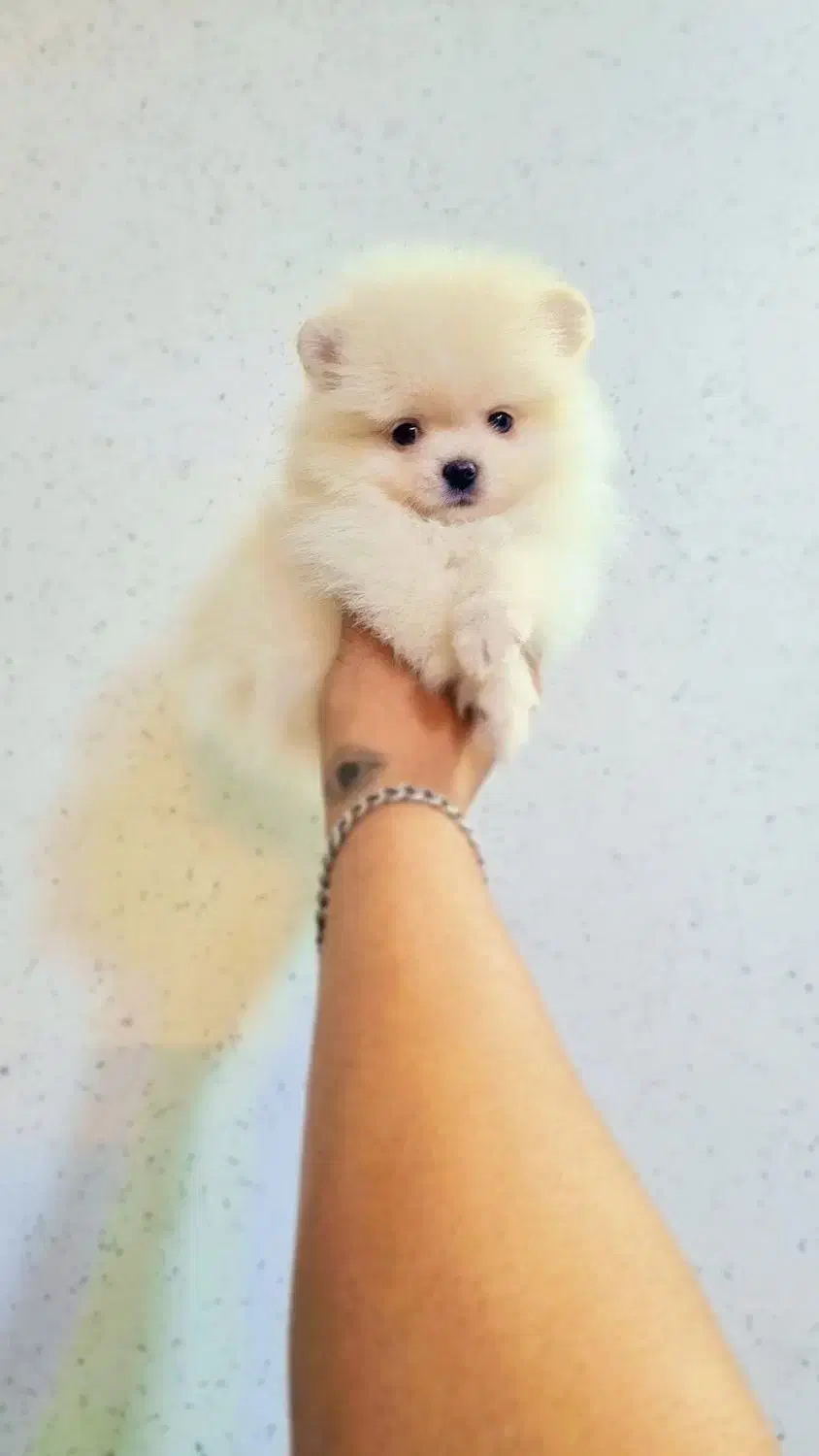 پامرانین خرسی عروسکی|سگ|اصفهان, پینارت|دیوار