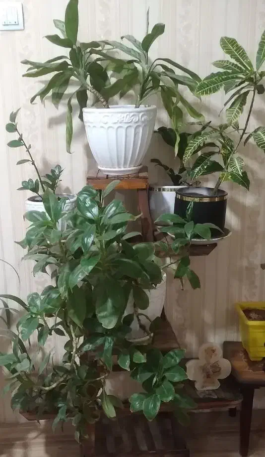 گل طبیعی|گل و گیاه طبیعی|نیشابور, دارایی|دیوار