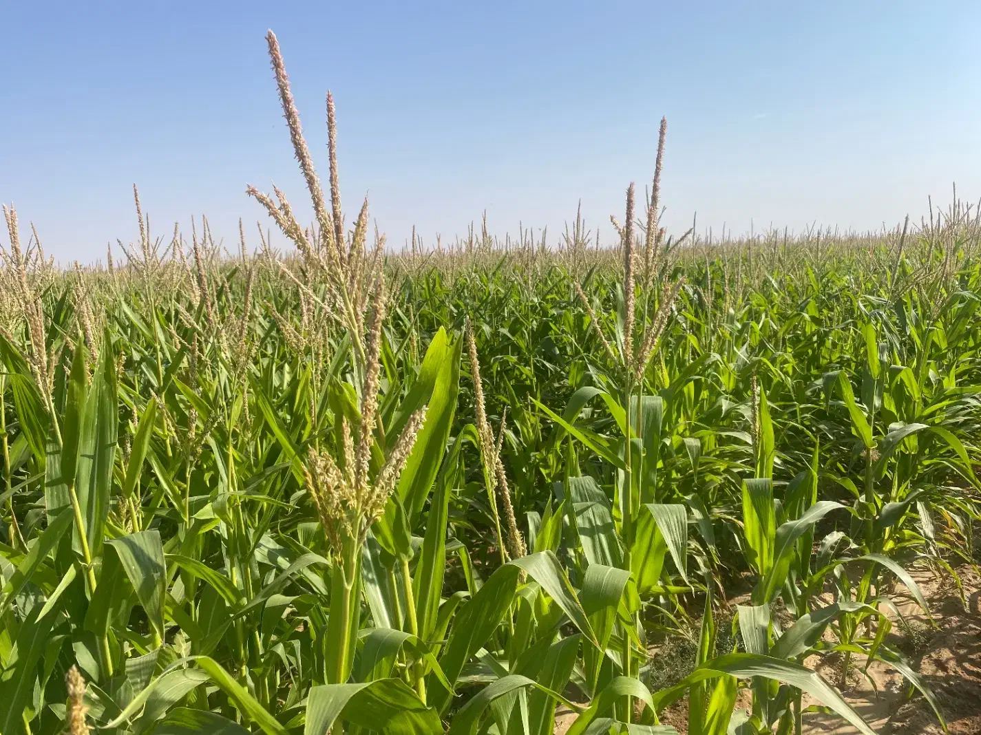 ذرت علوفه ای|خوردنی و آشامیدنی|سرایان, |دیوار