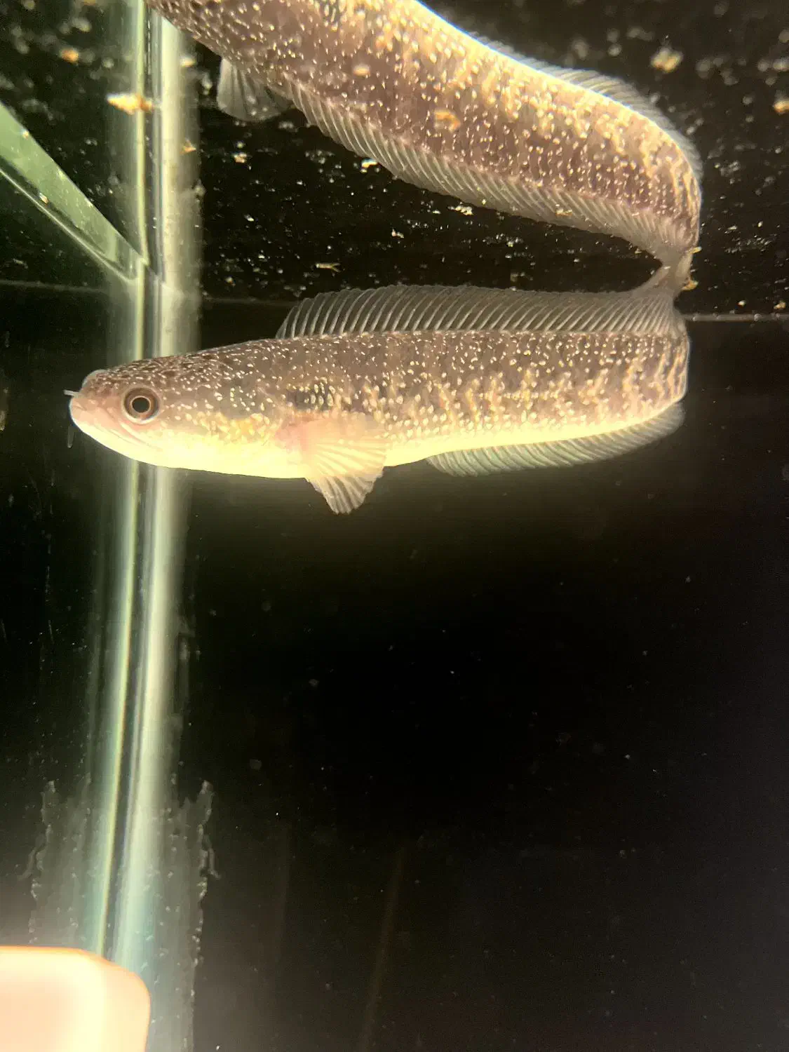 ماهی چانا اسیاتیک|ماهی|قدس, شهرقدس|دیوار