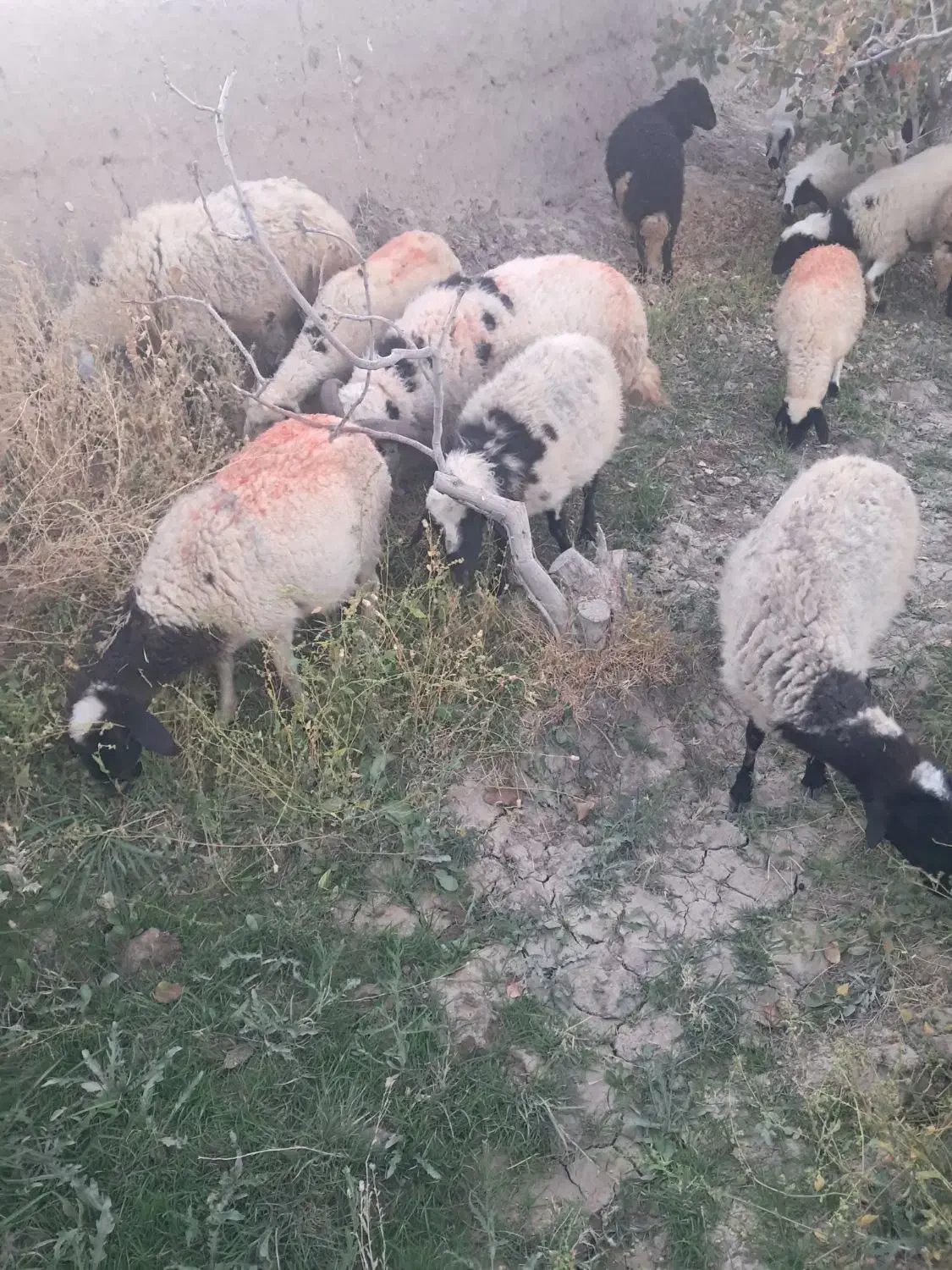 میش دم شلواری|حیوانات مزرعه|کوهبنان, |دیوار