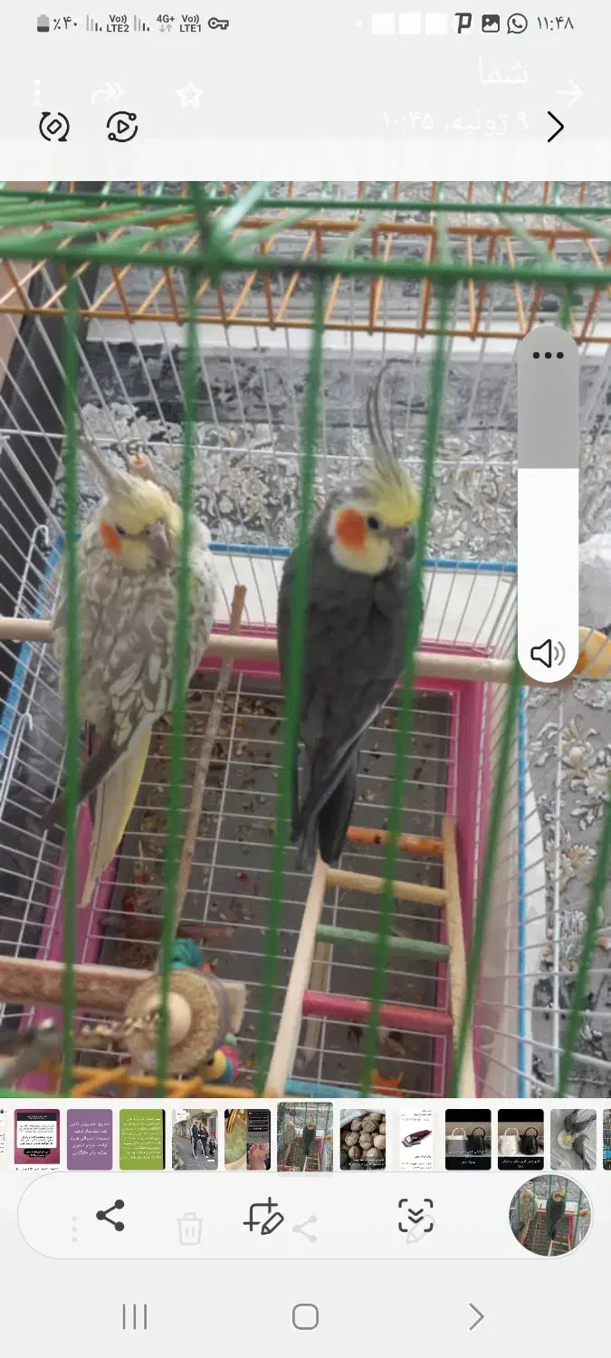عروس هلندی|پرنده|مرودشت, بهارستان|دیوار
