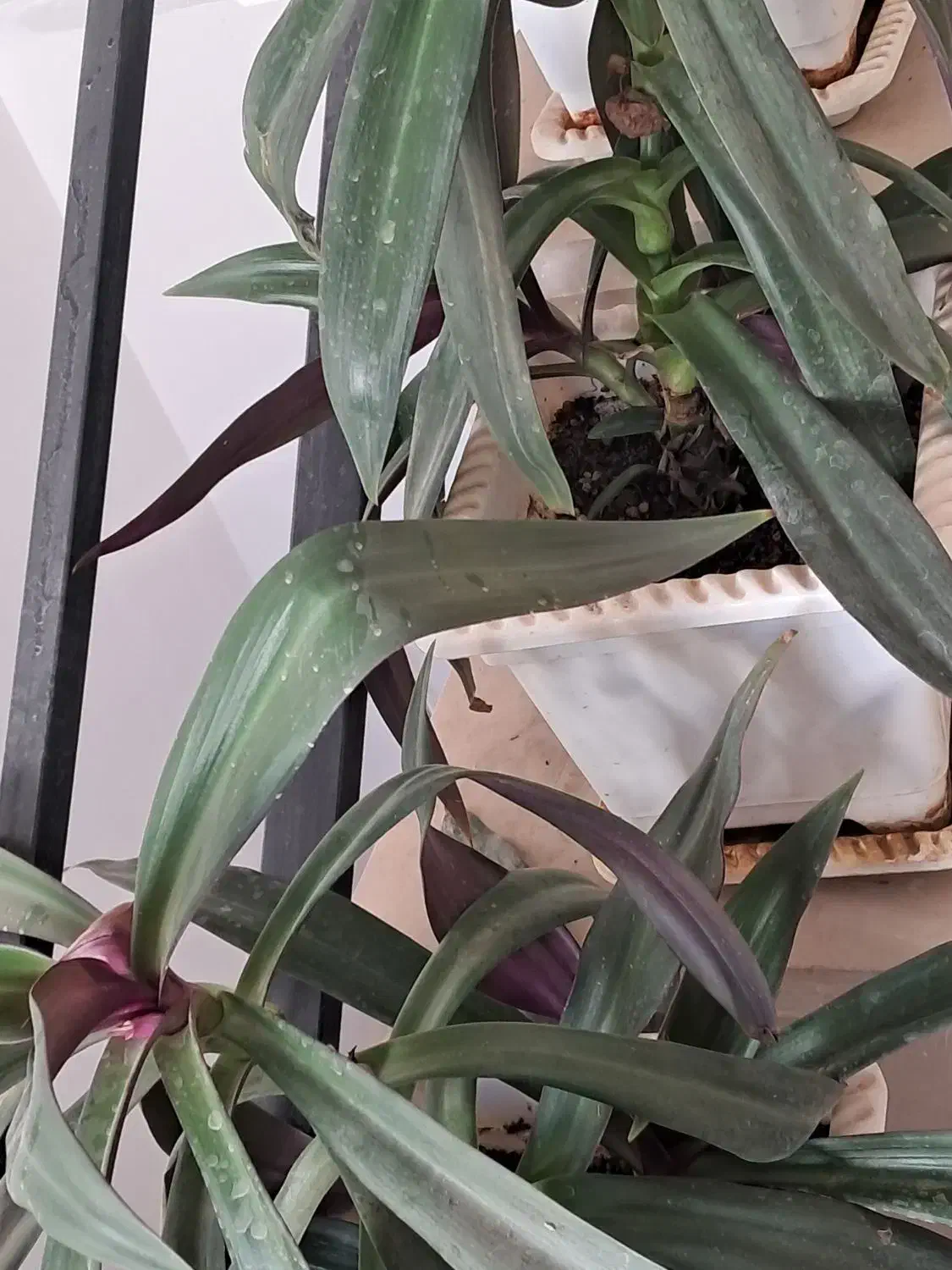 گل با گلدون سرامیک|گل و گیاه طبیعی|پردیس, فاز ۸|دیوار