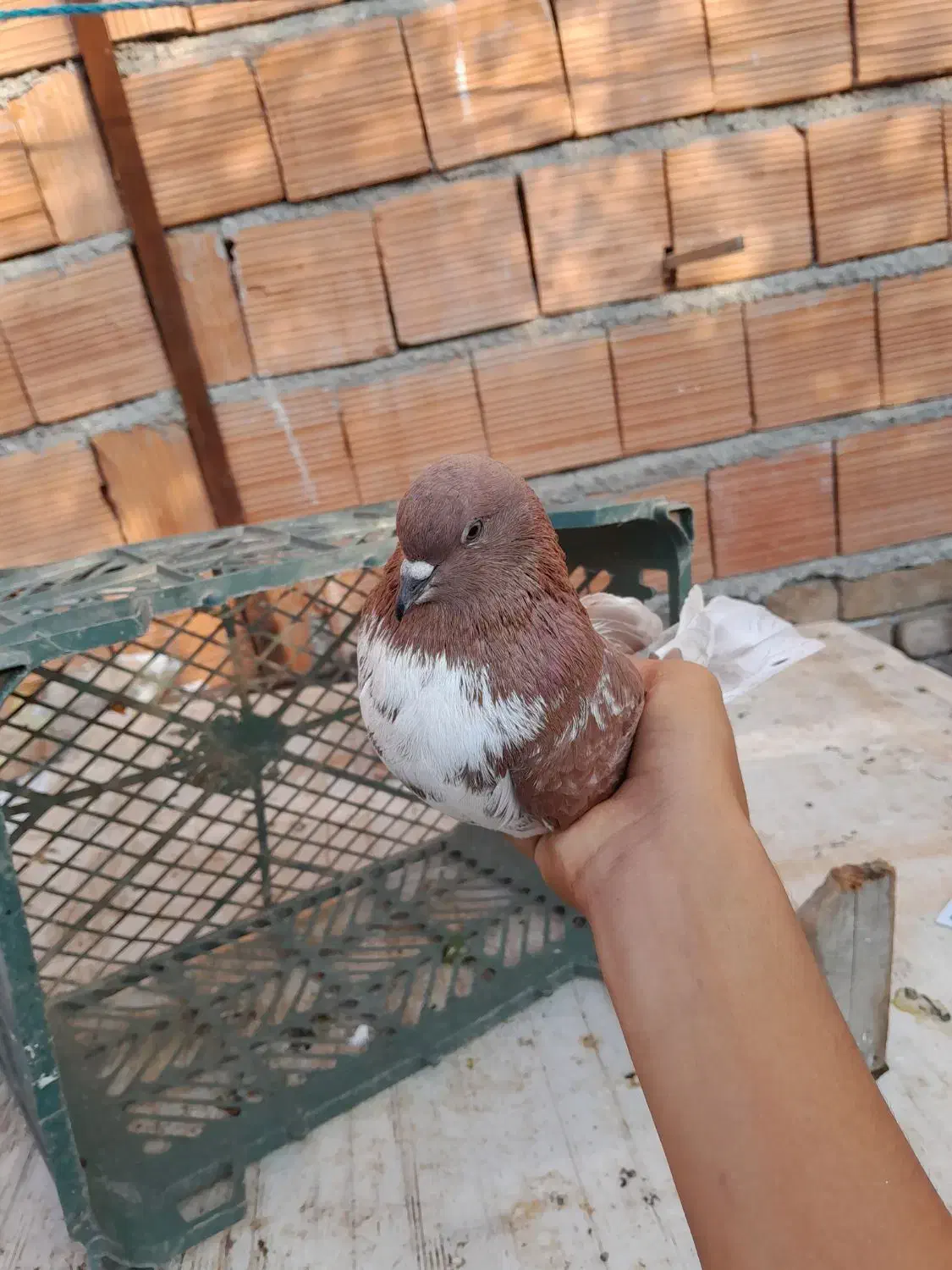 کبوتر گرگی|پرنده|گرگان, |دیوار