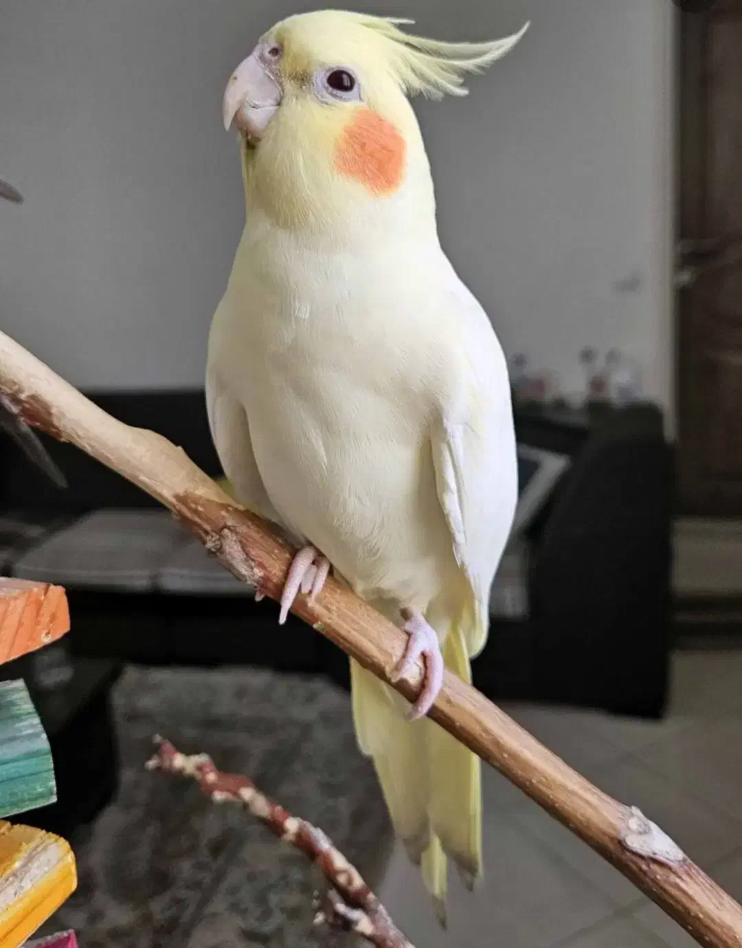 عروس هلندی سخنگو|پرنده|قم, زنبیل آباد|دیوار