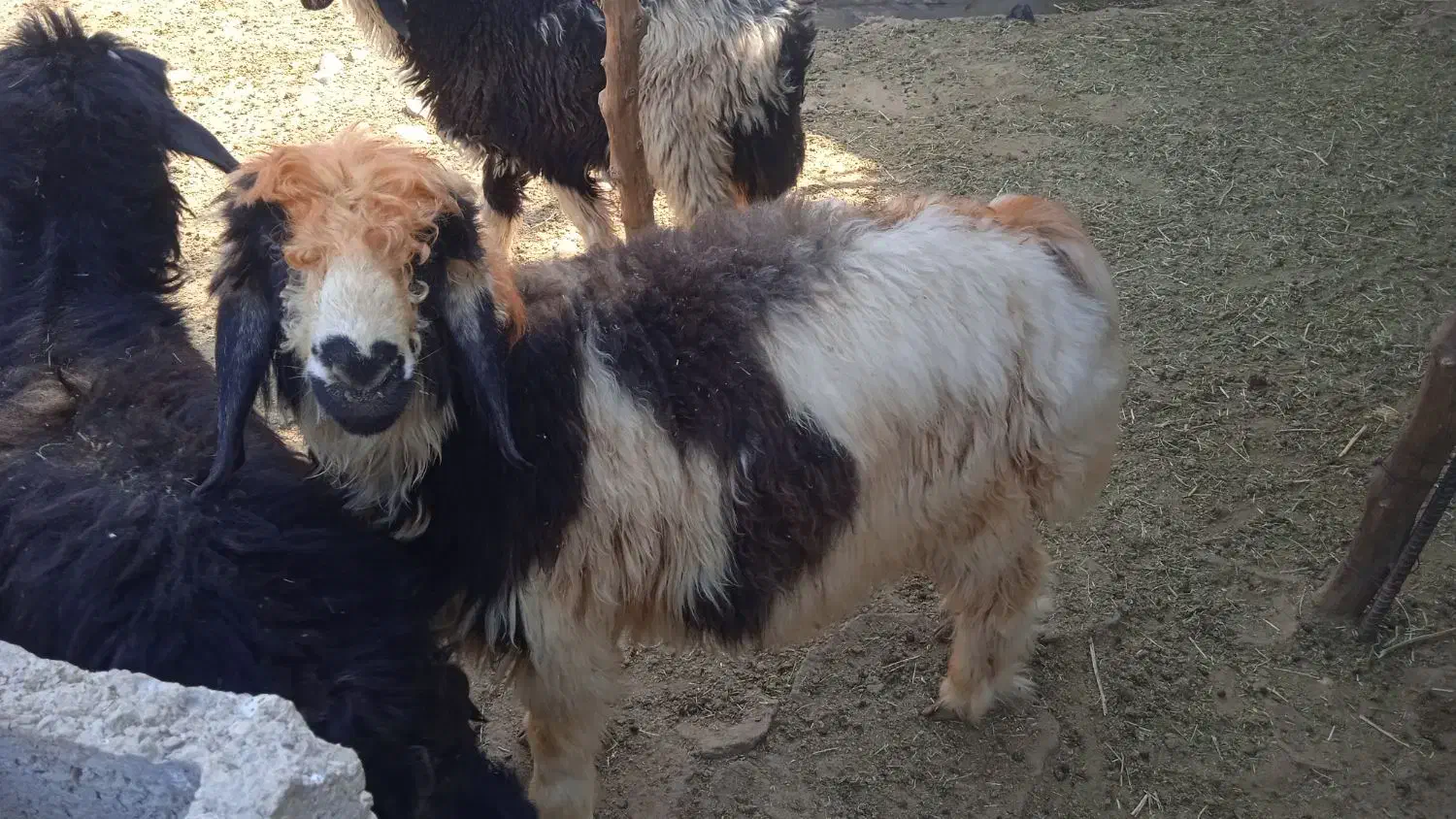 بره چاق|حیوانات مزرعه|گتوند, |دیوار