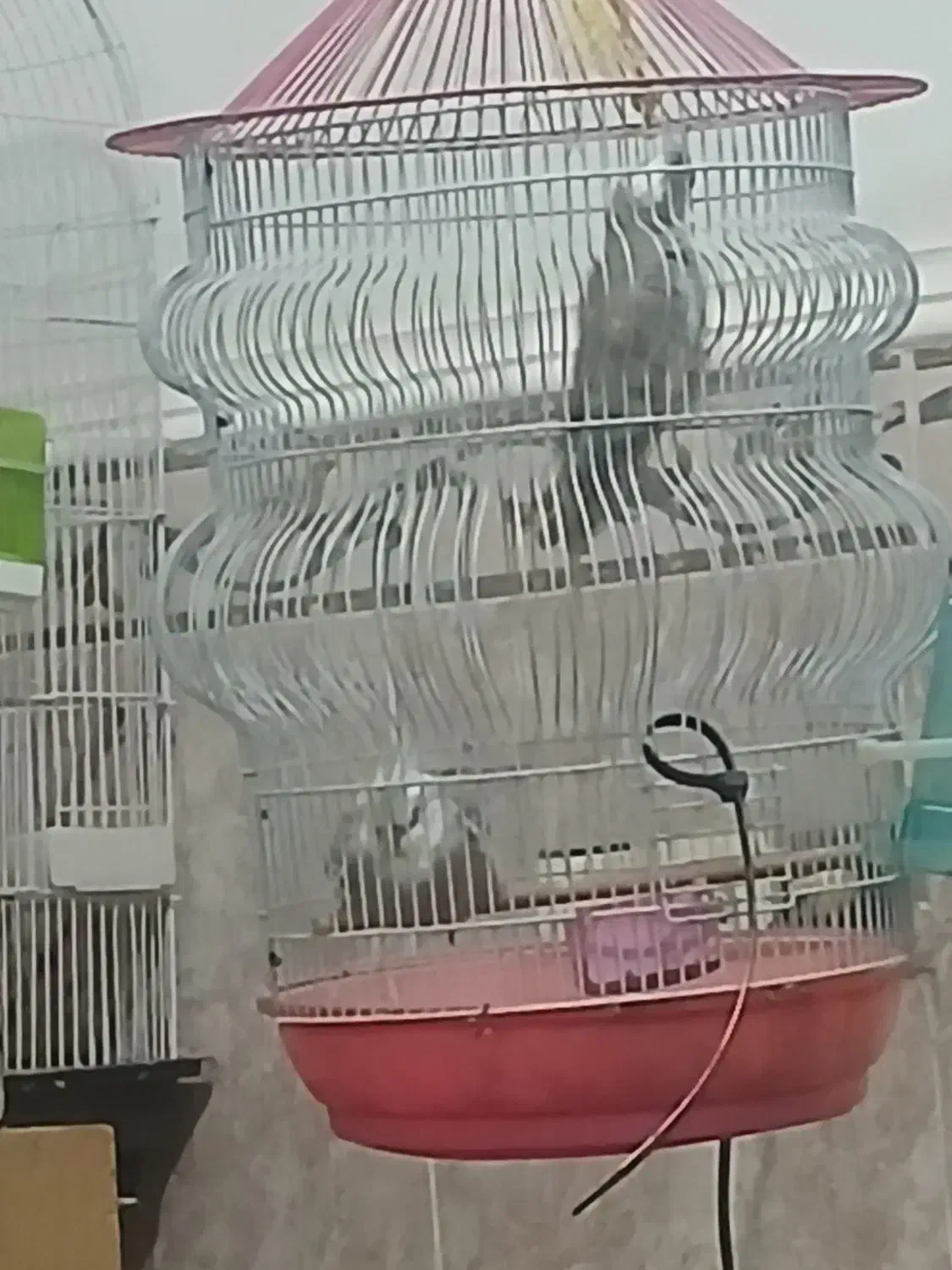 تعدادی عروس هلندی|پرنده|قشم, |دیوار