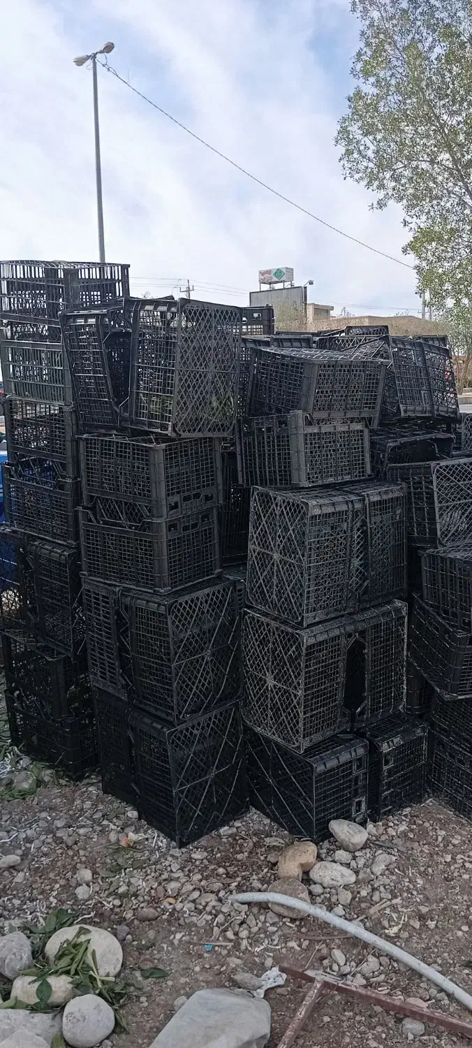 سبد نو|ظروف نگهدارنده، پلاستیکی، یکبارمصرف|بندر کنگان, |دیوار