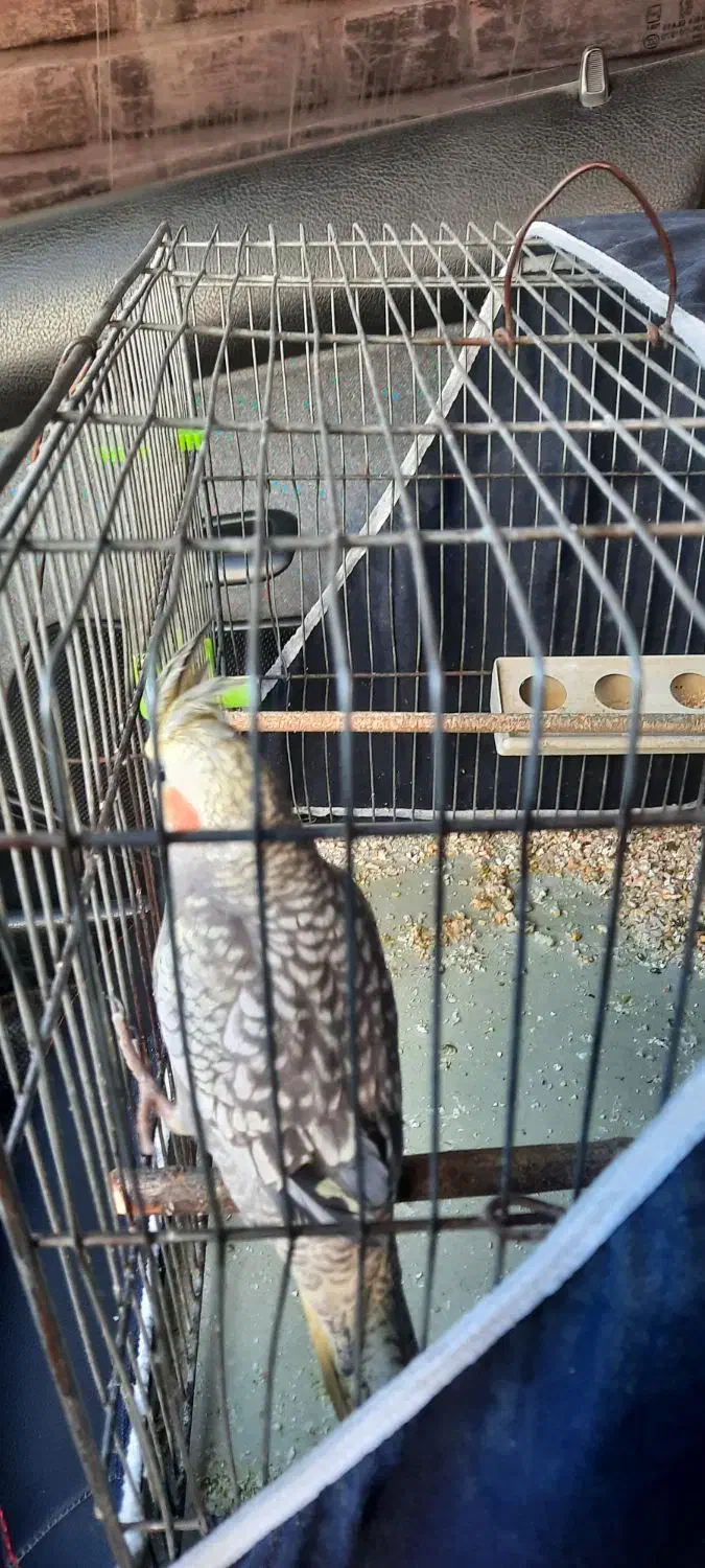 عروس هلندی|پرنده|گلپایگان, |دیوار