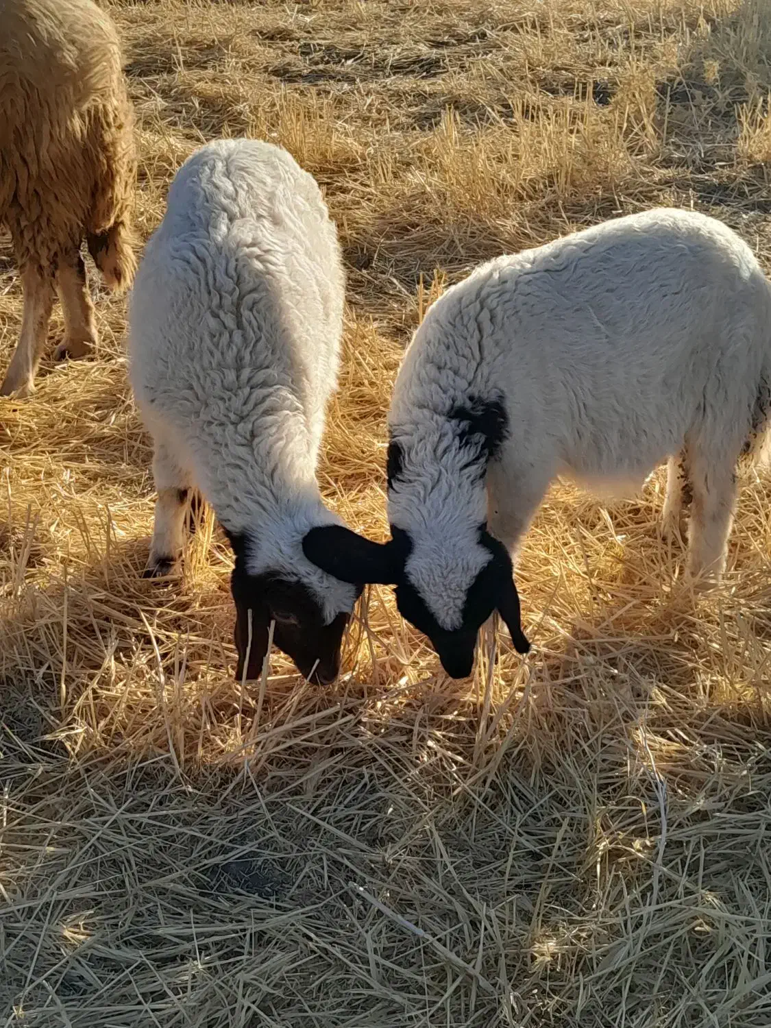 بره نروماده|حیوانات مزرعه|کوزران, |دیوار