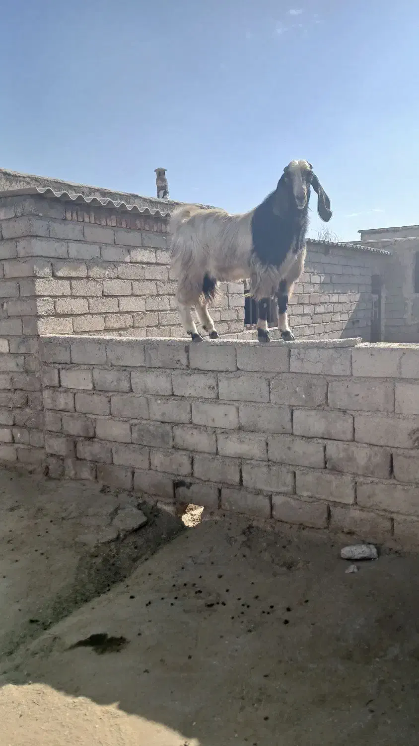 ساورین|حیوانات مزرعه|صحنه, |دیوار