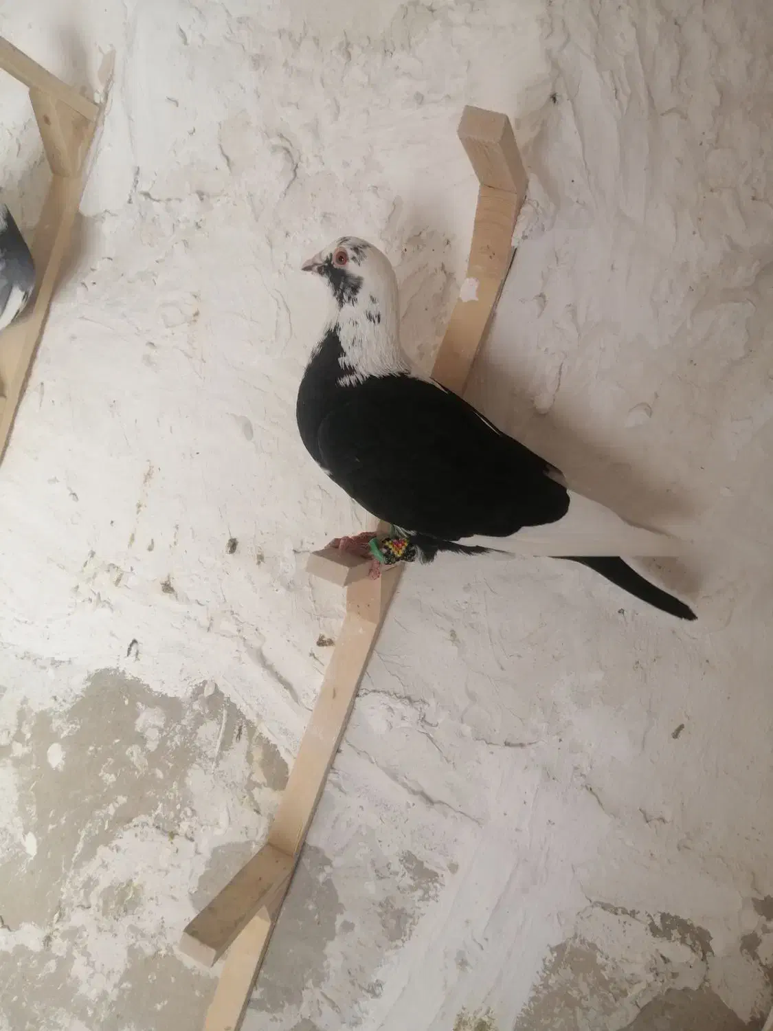 یک جفت ابلغ|پرنده|کازرون, |دیوار