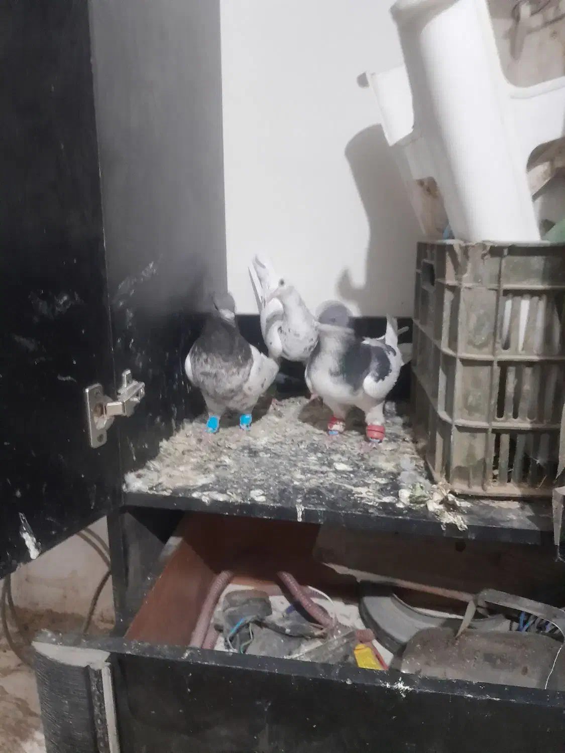 کفتر خال کله دم سار|پرنده|قلندر آباد, |دیوار