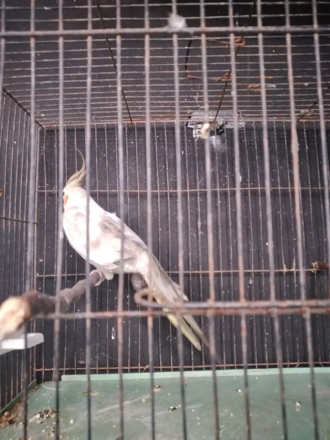 طوطی عروس نر|پرنده|خوشرودپی, |دیوار