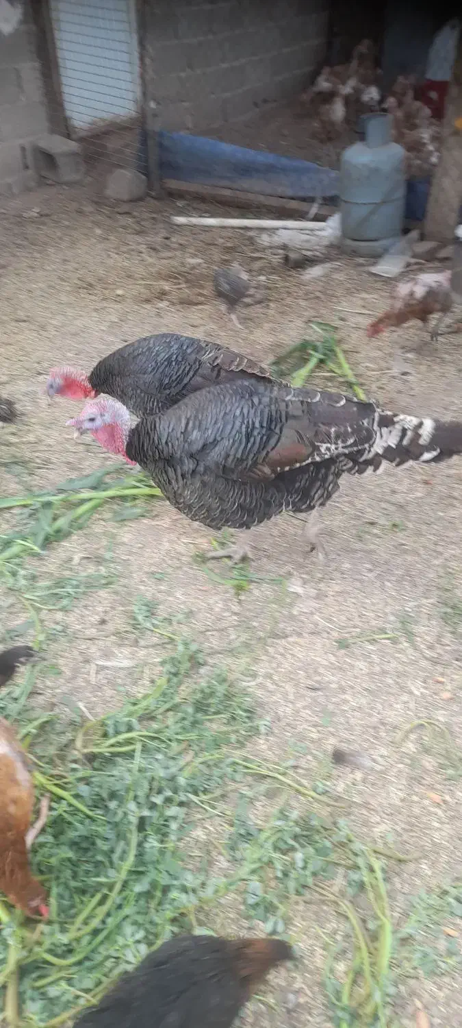 خریدوفروش حیوانات مزرعه حلال گوشت|حیوانات مزرعه|قزوین, |دیوار