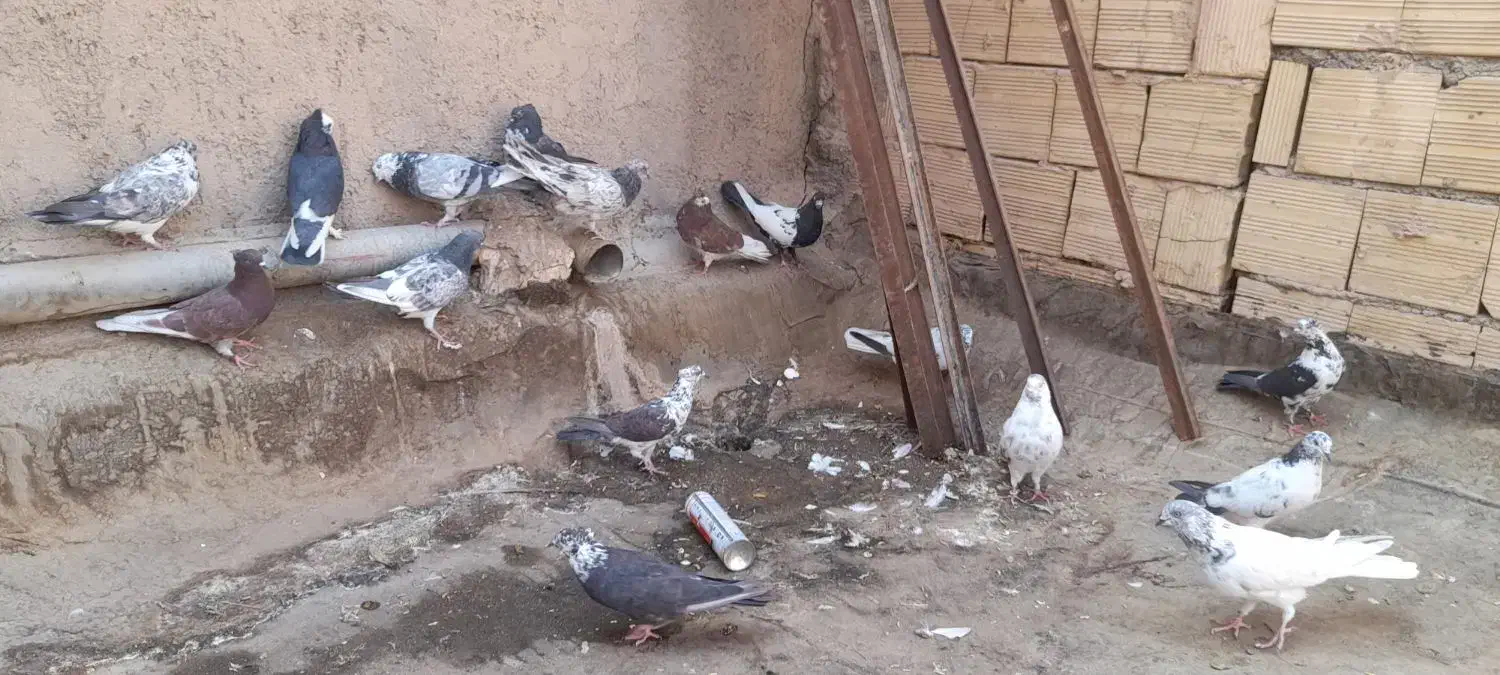 کفتر یا کبوتر|پرنده|قم, نیروگاه|دیوار