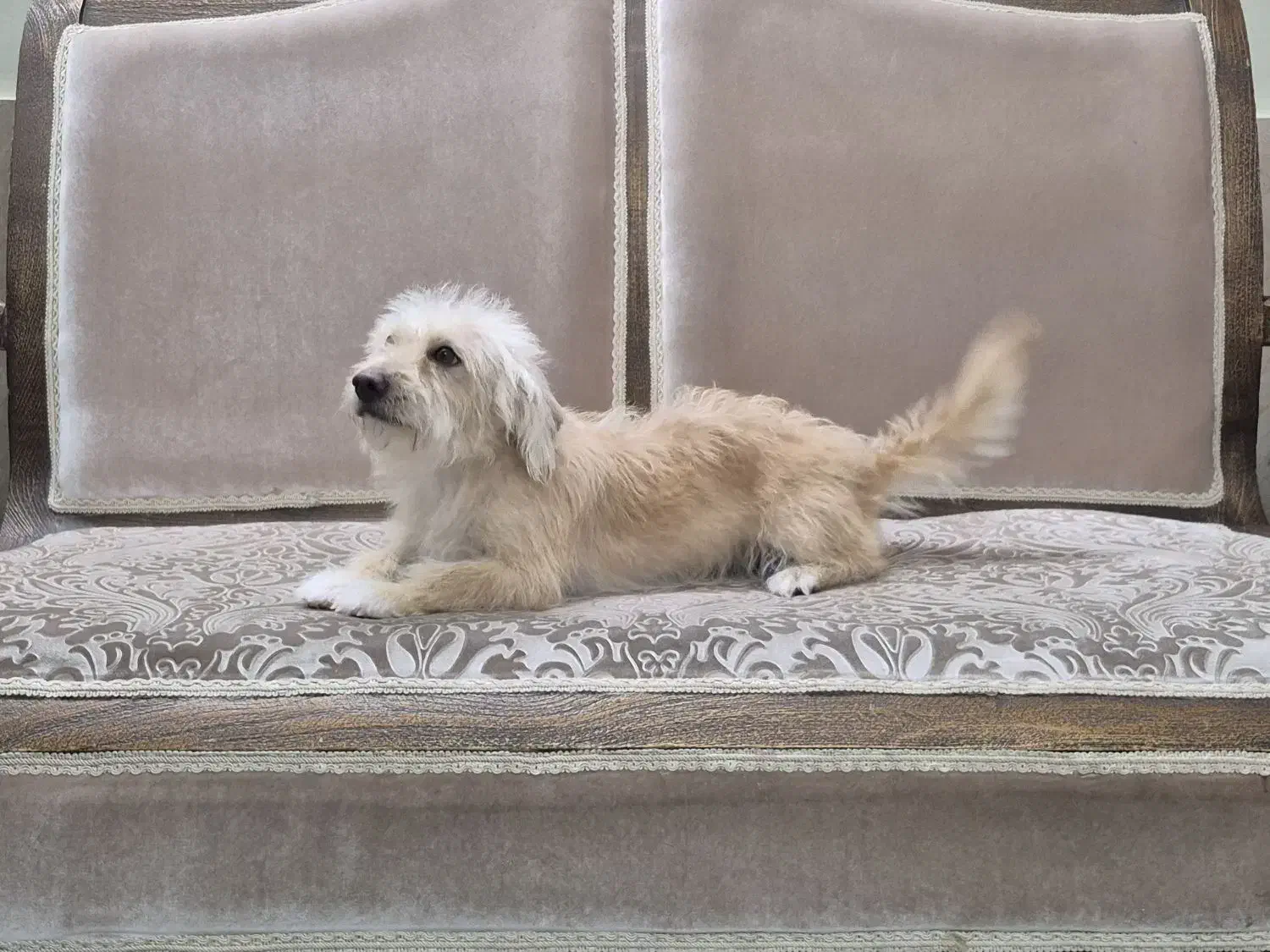 سگ پاکوتاه|سگ|گنبد کاووس, |دیوار