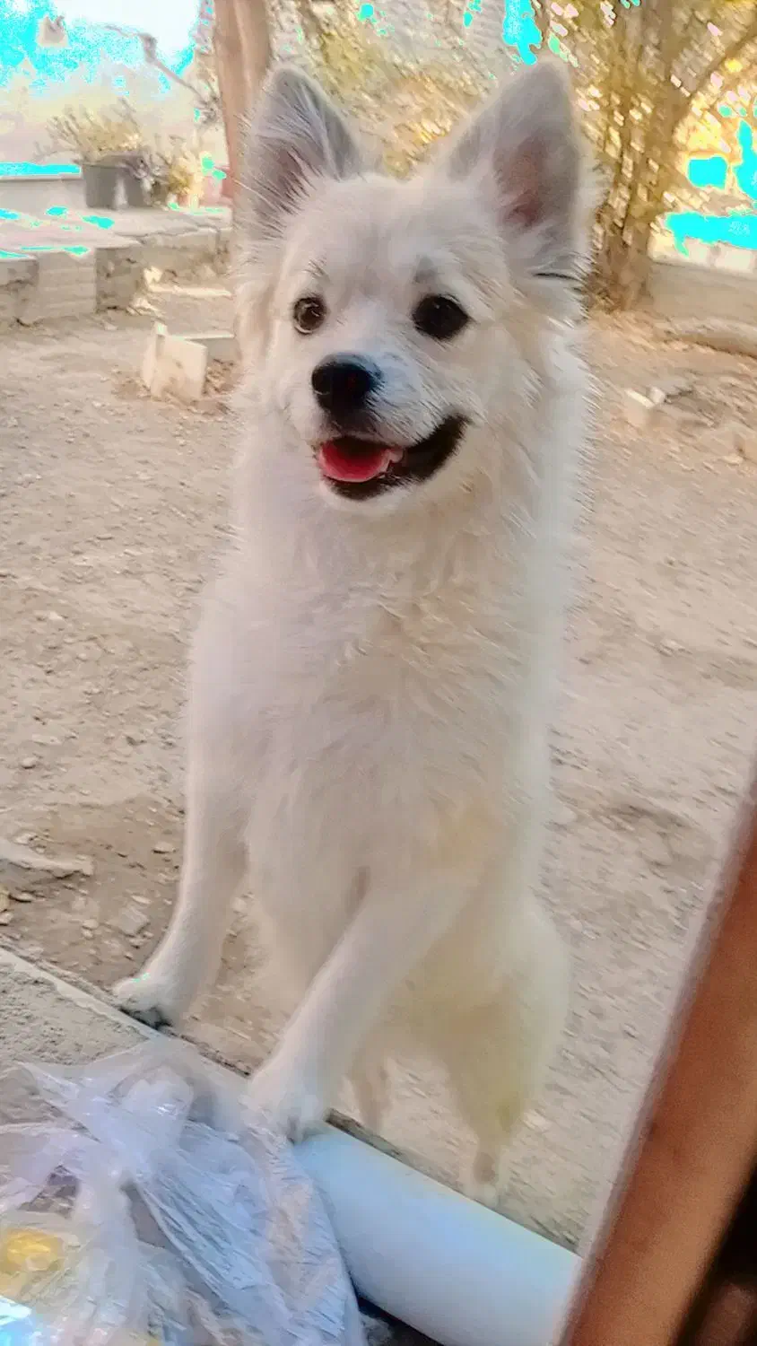 سگ پاکوتاه خونگی|سگ|کرج, کلاک نو|دیوار