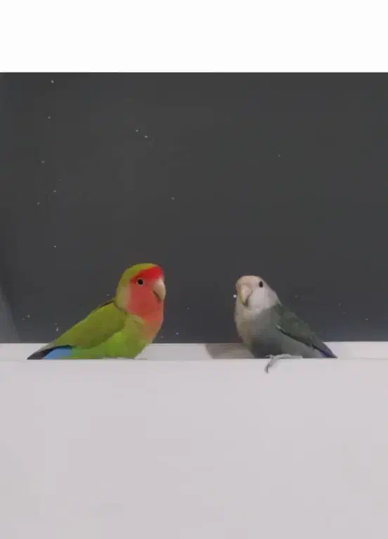 طوطی برزیلی|پرنده|کرمانشاه, |دیوار