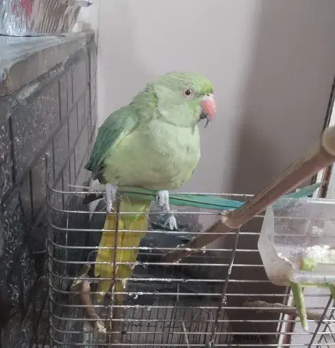 طوطی|پرنده|نسیمشهر, |دیوار