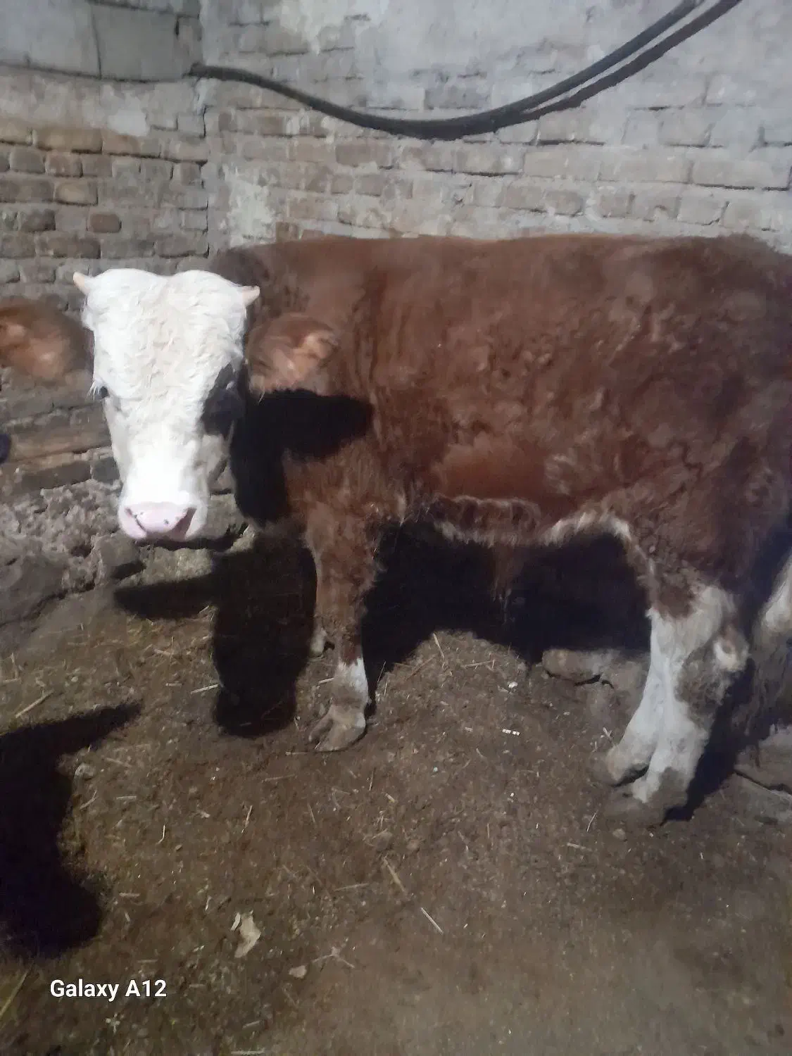 هریس‌روستایی|حیوانات مزرعه|پاوه, |دیوار