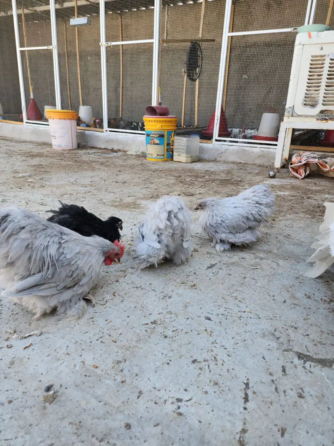 ست کوشین بلو و بلک|حیوانات مزرعه|اردکان, |دیوار