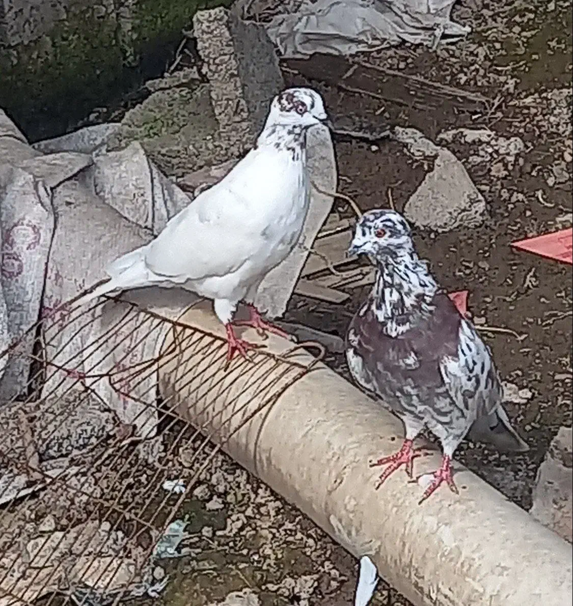 معاوظه با ۱خروس|پرنده|رشت, فرودگاه سردار جنگل رشت|دیوار