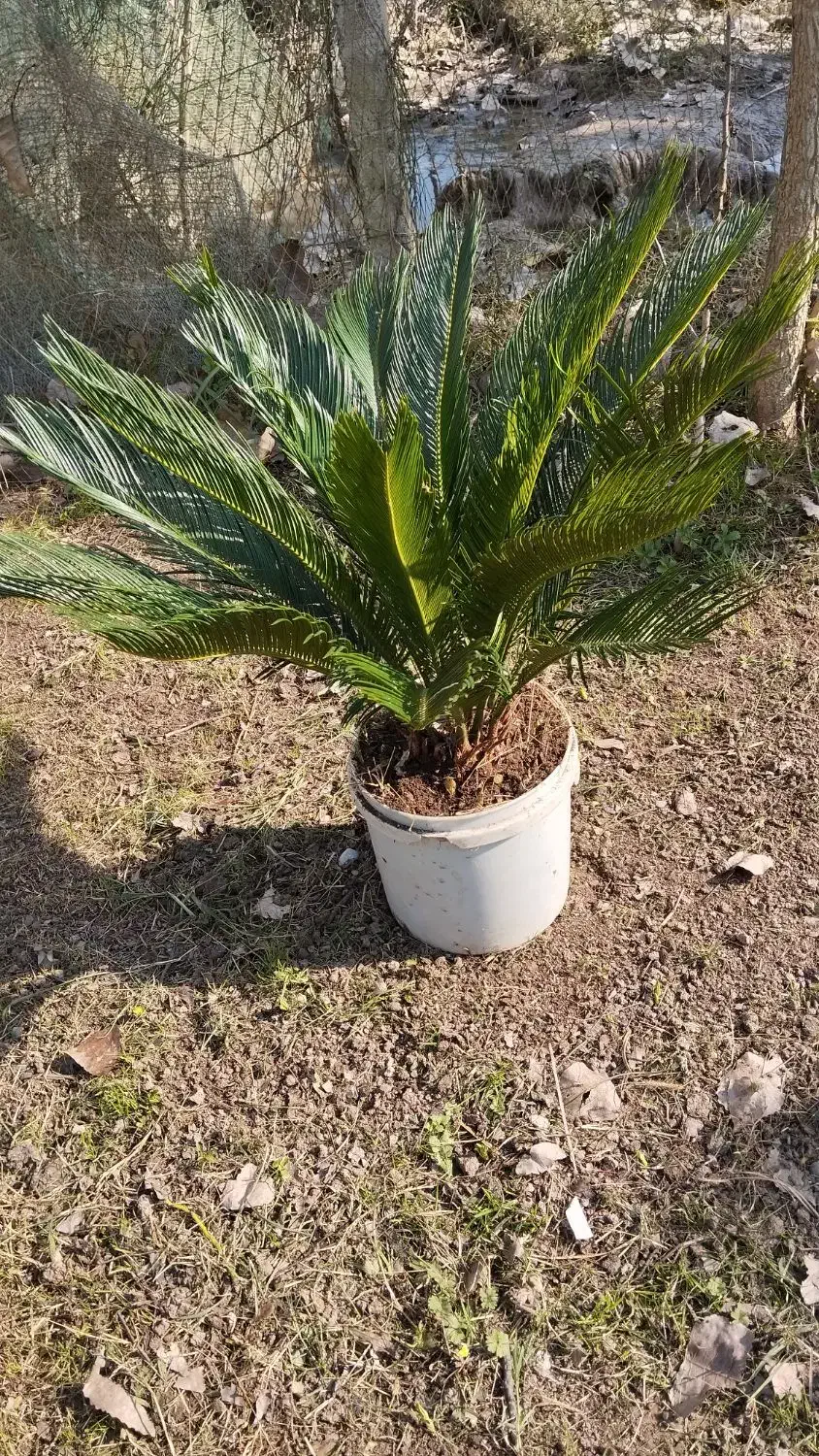 گل سیکاس|گل و گیاه طبیعی|سنگر, |دیوار