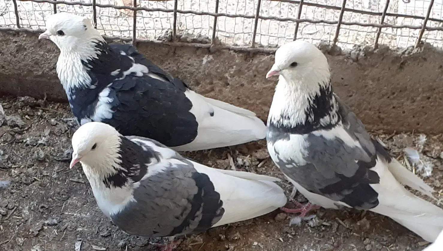 ۶تایکجا|پرنده|نهاوند, |دیوار