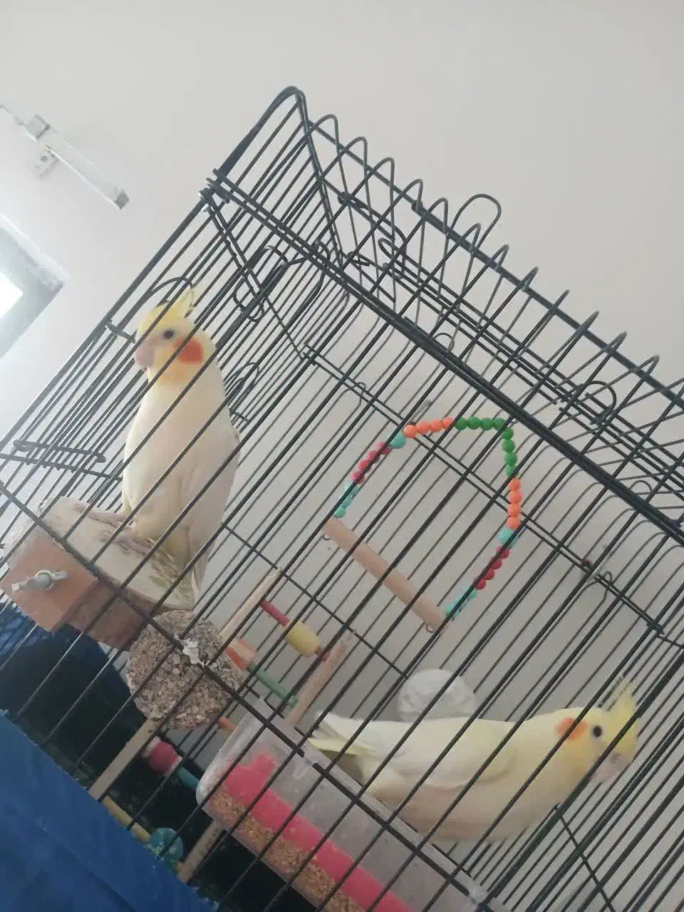 جفت تخم گزار عروس هلندی|پرنده|قم, انسجام|دیوار