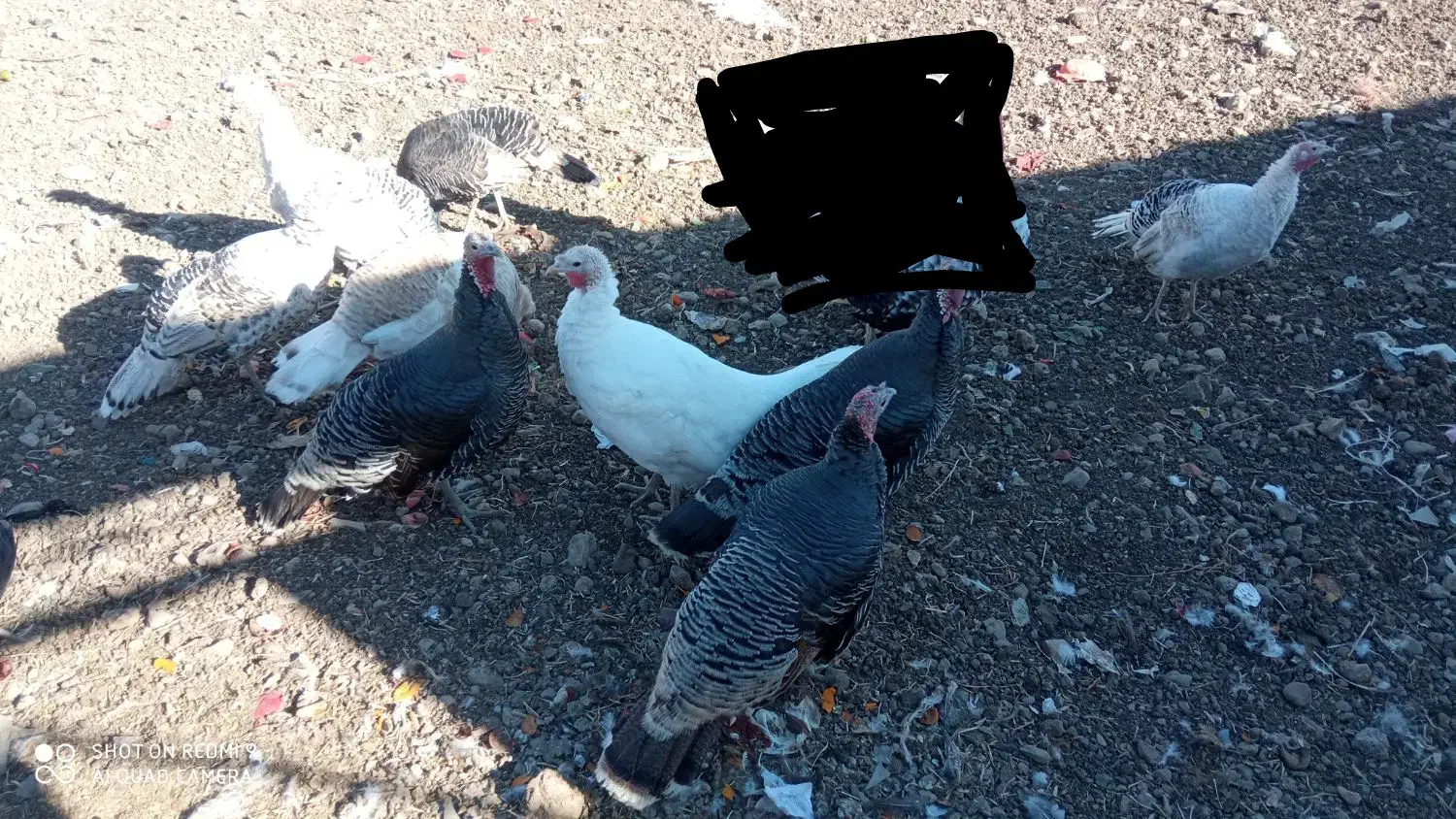 بوقلمون نر ماده|حیوانات مزرعه|بیلوار, |دیوار