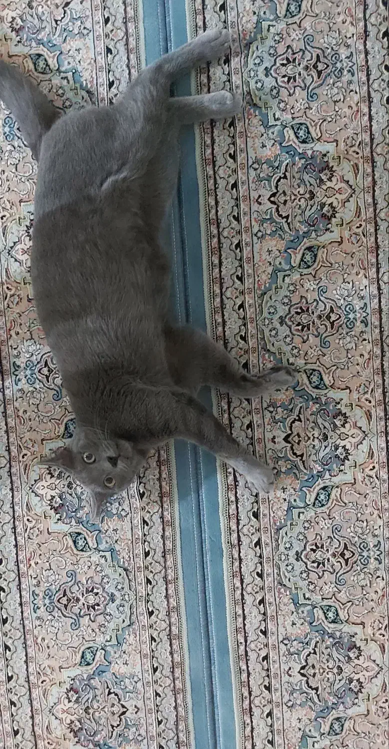 گربه راشن بلو|گربه|سیاهکل, |دیوار