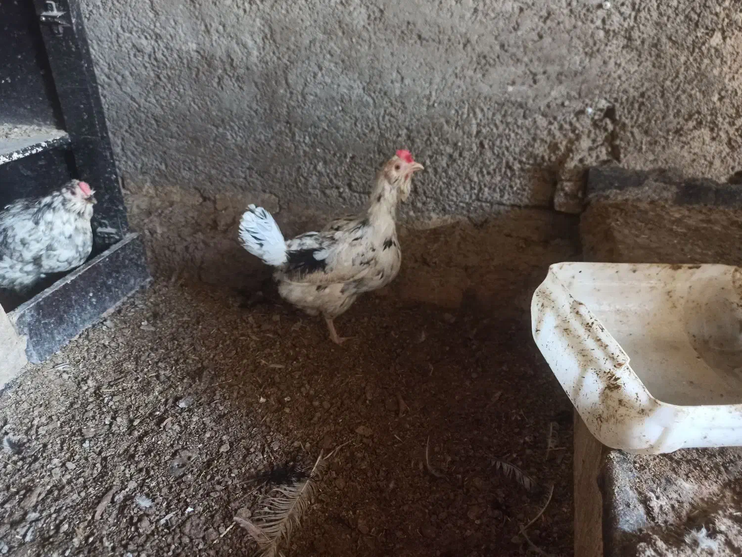 مرغ وخروس ونیمچه گلین|حیوانات مزرعه|قرچک, میرزائی شمالی|دیوار