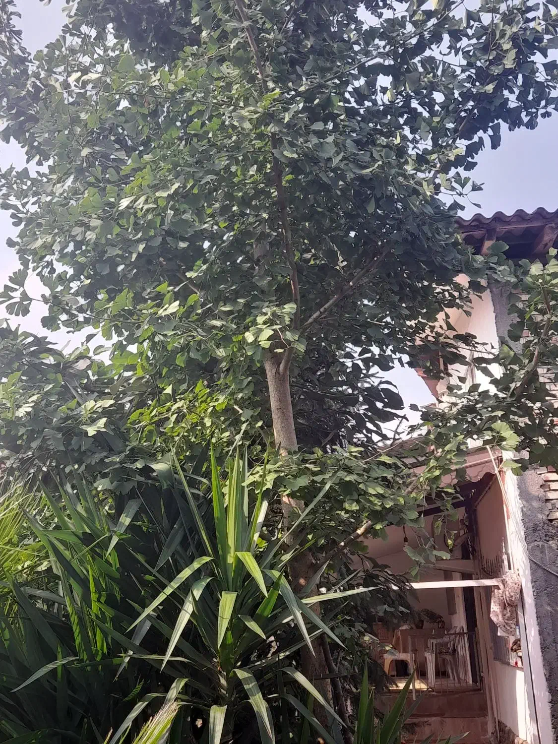 فروش انواع گل لوکس|گل و گیاه طبیعی|رحیمآباد, |دیوار