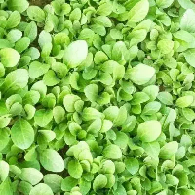 برگ|خوردنی و آشامیدنی|کاکی, |دیوار