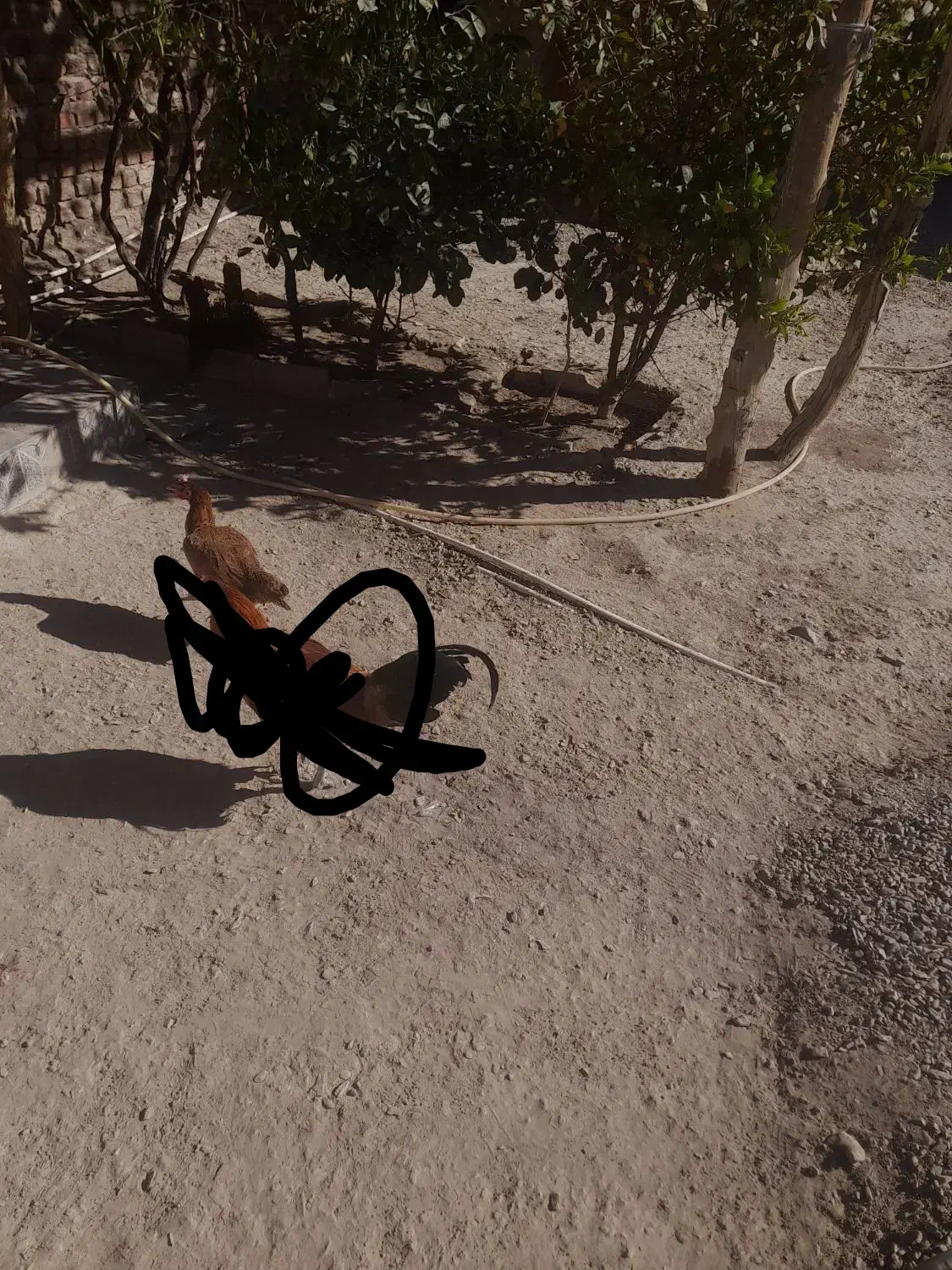 فوری|حیوانات مزرعه|خاش, |دیوار