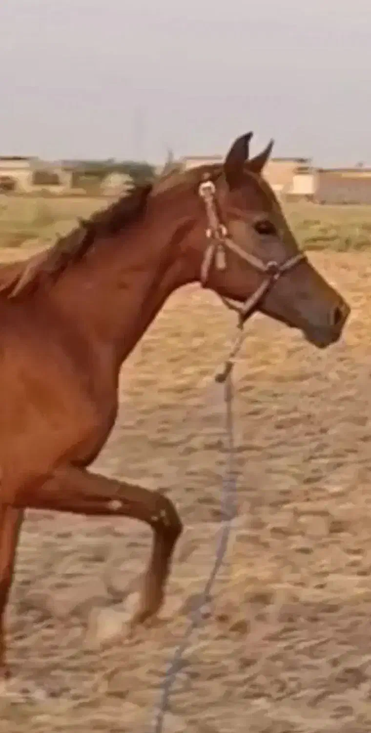 کره مادیان عرب ۵ نشان|اسب و تجهیزات اسب‌سواری|تهران, شکیبا|دیوار