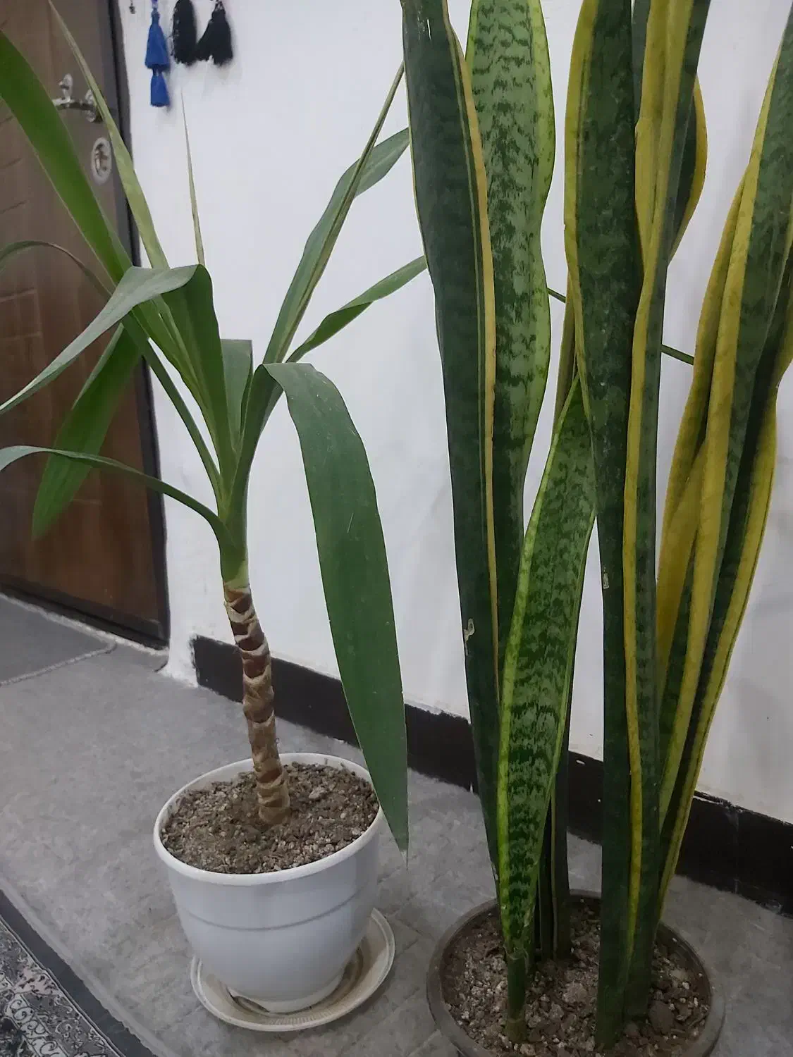 سانسوریا ویوکا|گل و گیاه طبیعی|امیدیه, |دیوار