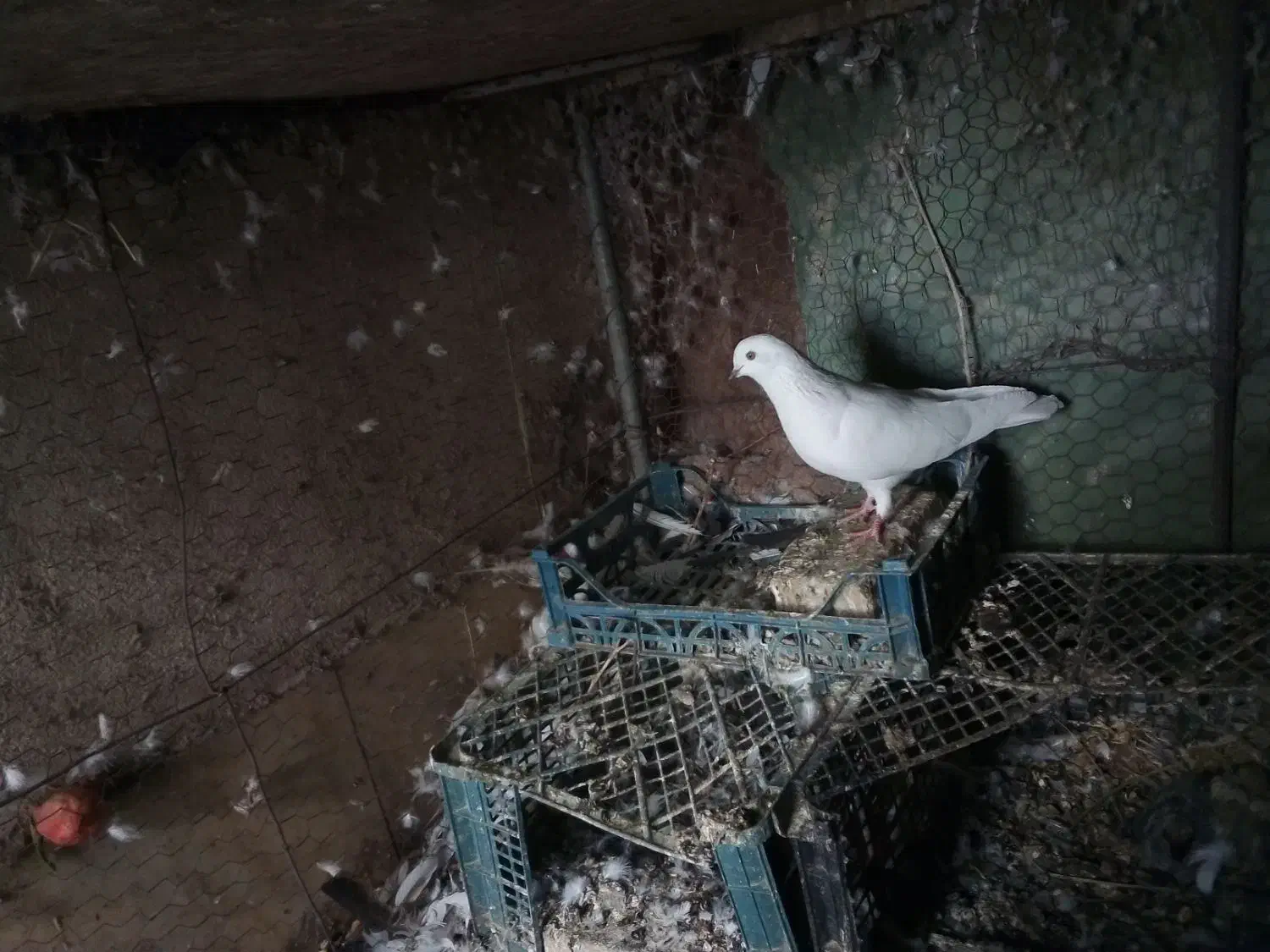 ماده پرشی|پرنده|اردکان, |دیوار