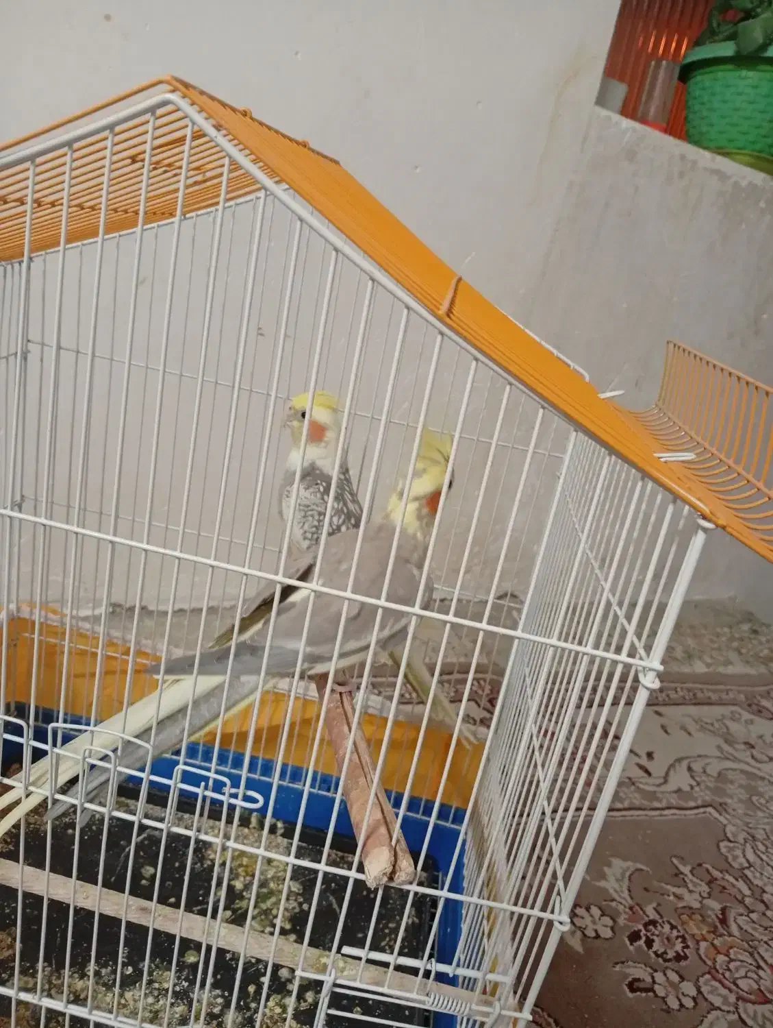 فروش پرنده|پرنده|نجفآباد, گلدشت|دیوار