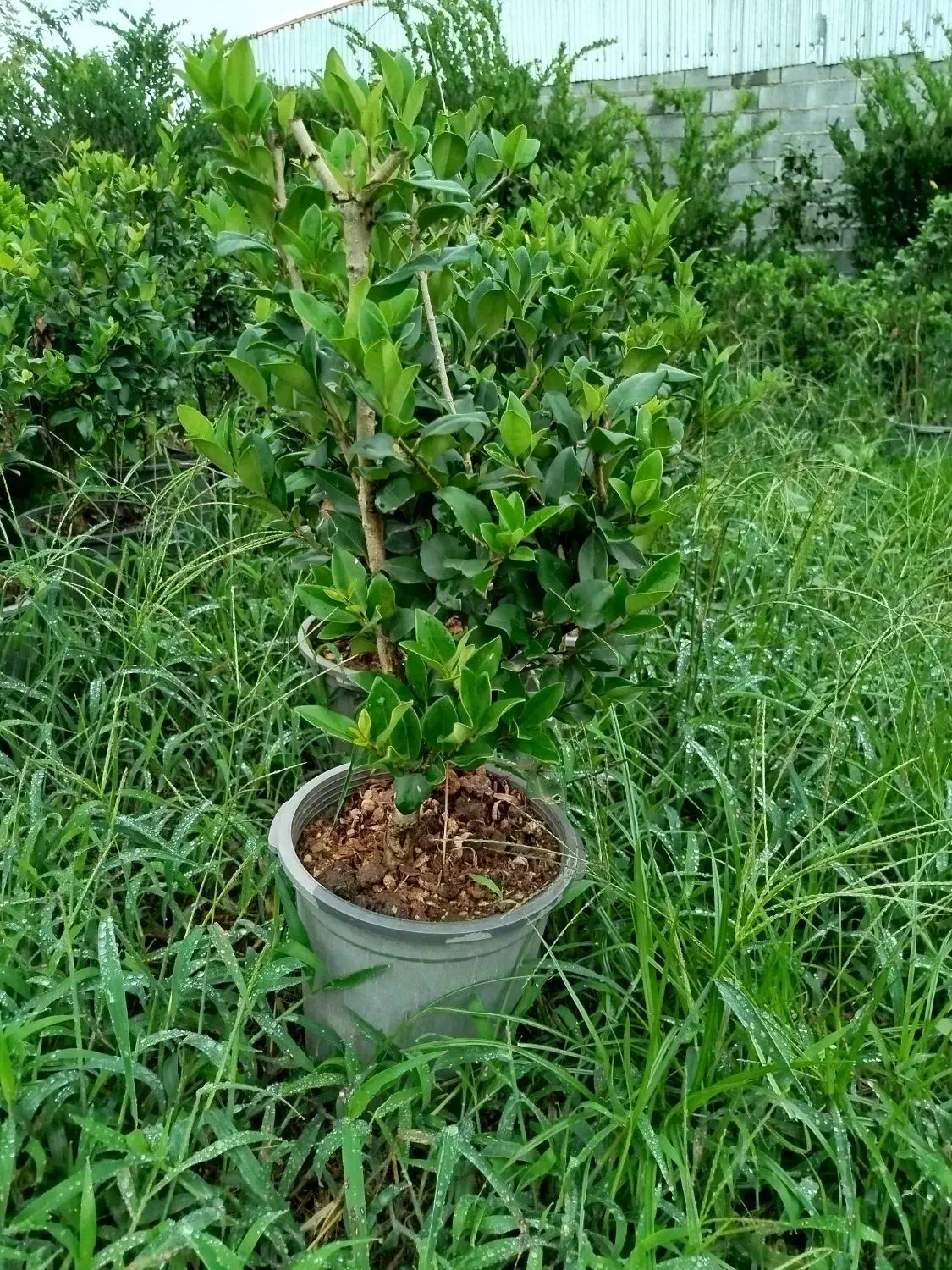 یاس جعبه ۴۰|خدمات باغبانی و درختکاری|کومله, |دیوار