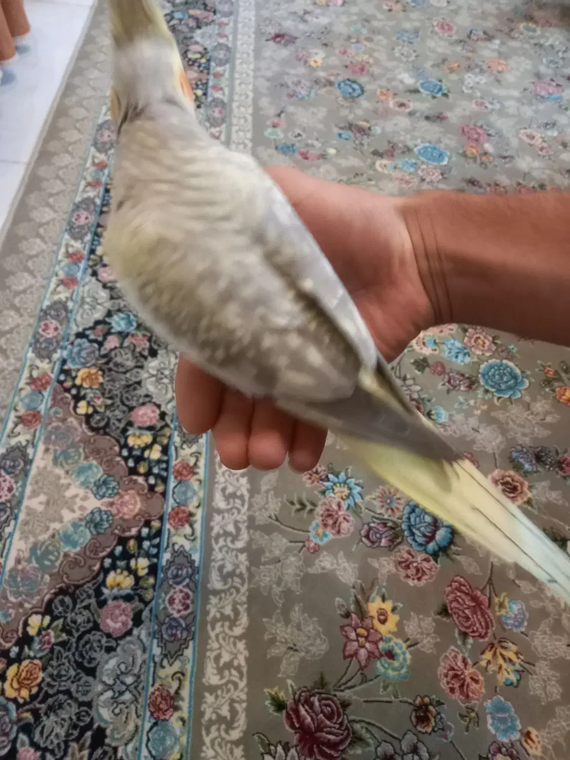 عروس هلندی|پرنده|شاهین‌شهر, گرگاب|دیوار