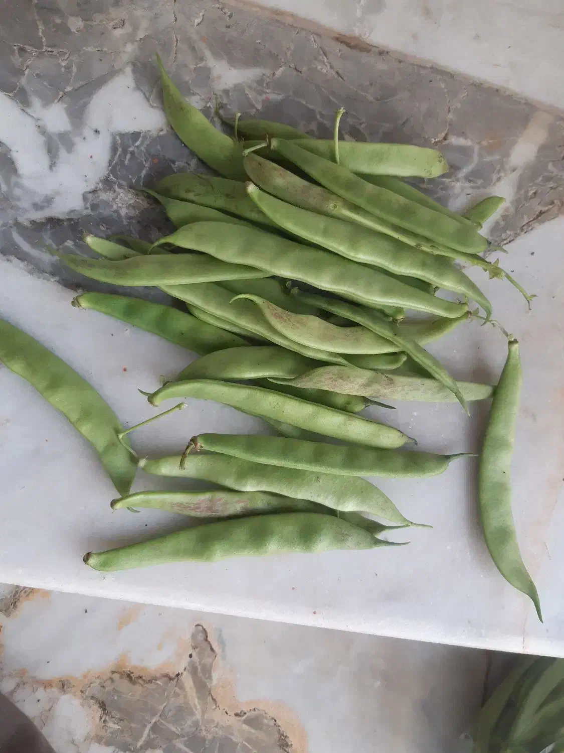 باقالی باقلا درختی گوشتی|خوردنی و آشامیدنی|ماکلوان, |دیوار