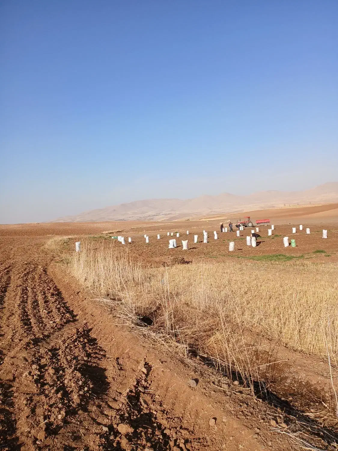 سیب زمینی سانتا|خوردنی و آشامیدنی|حسین آباد, |دیوار