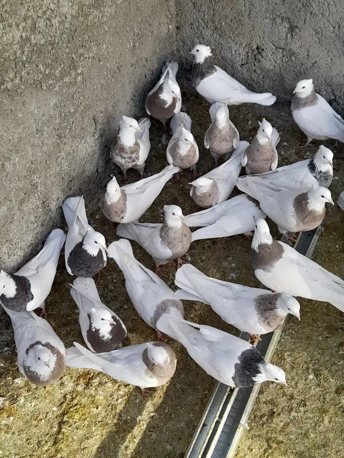 کبوتر طوقی|پرنده|قروه, |دیوار